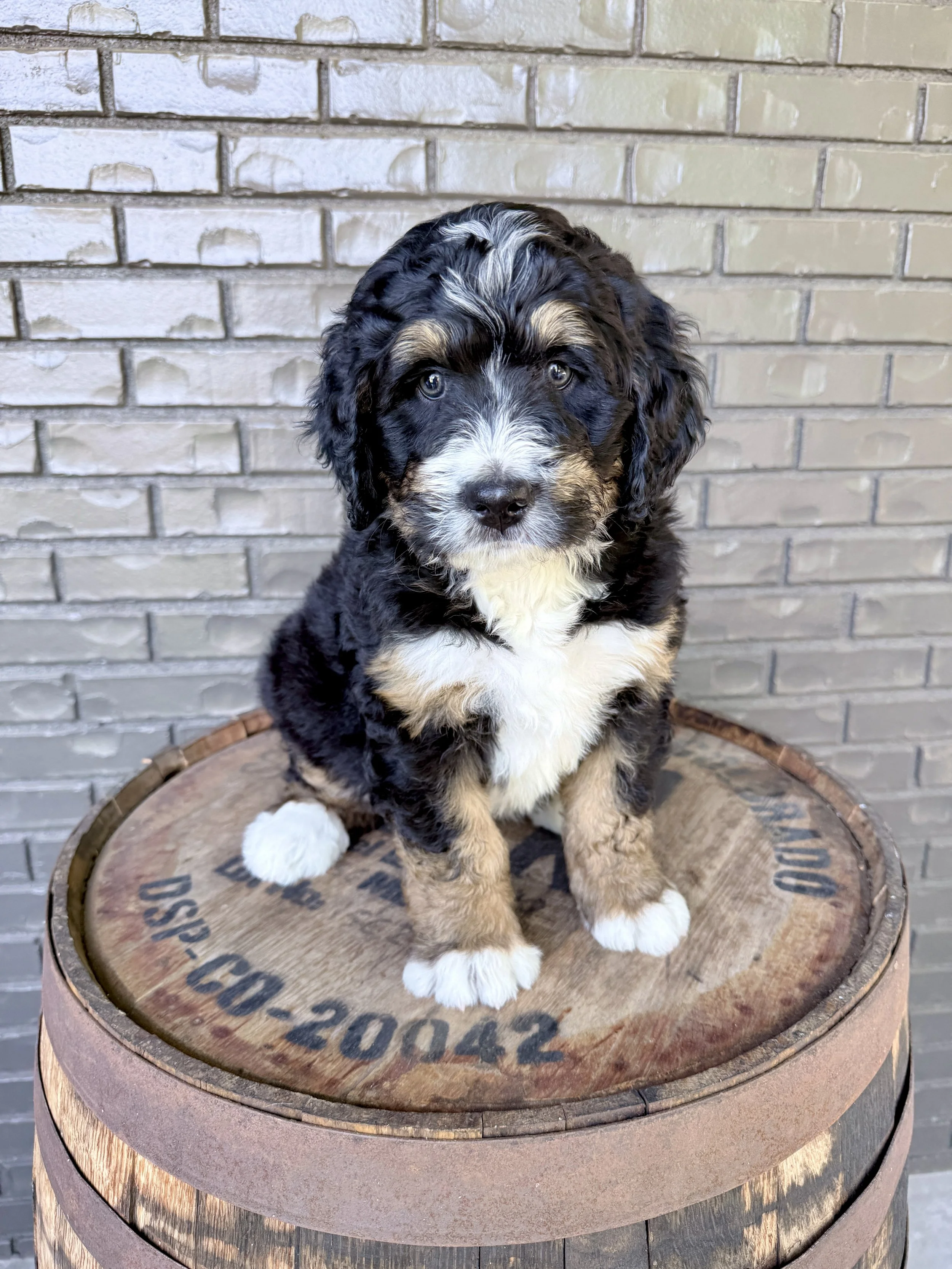 Apollo- adopted by Brianna