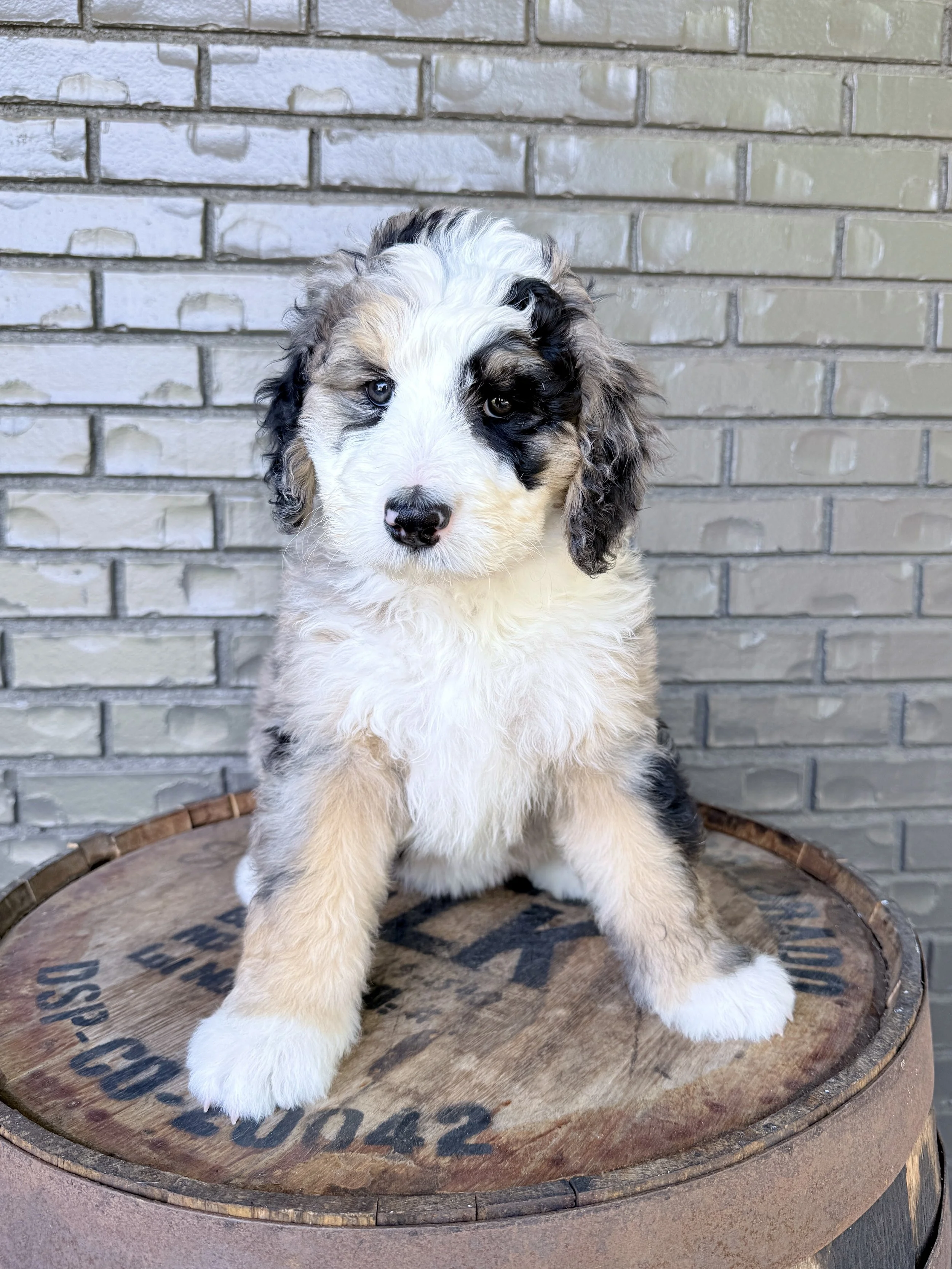 Rebel- adopted by Jan