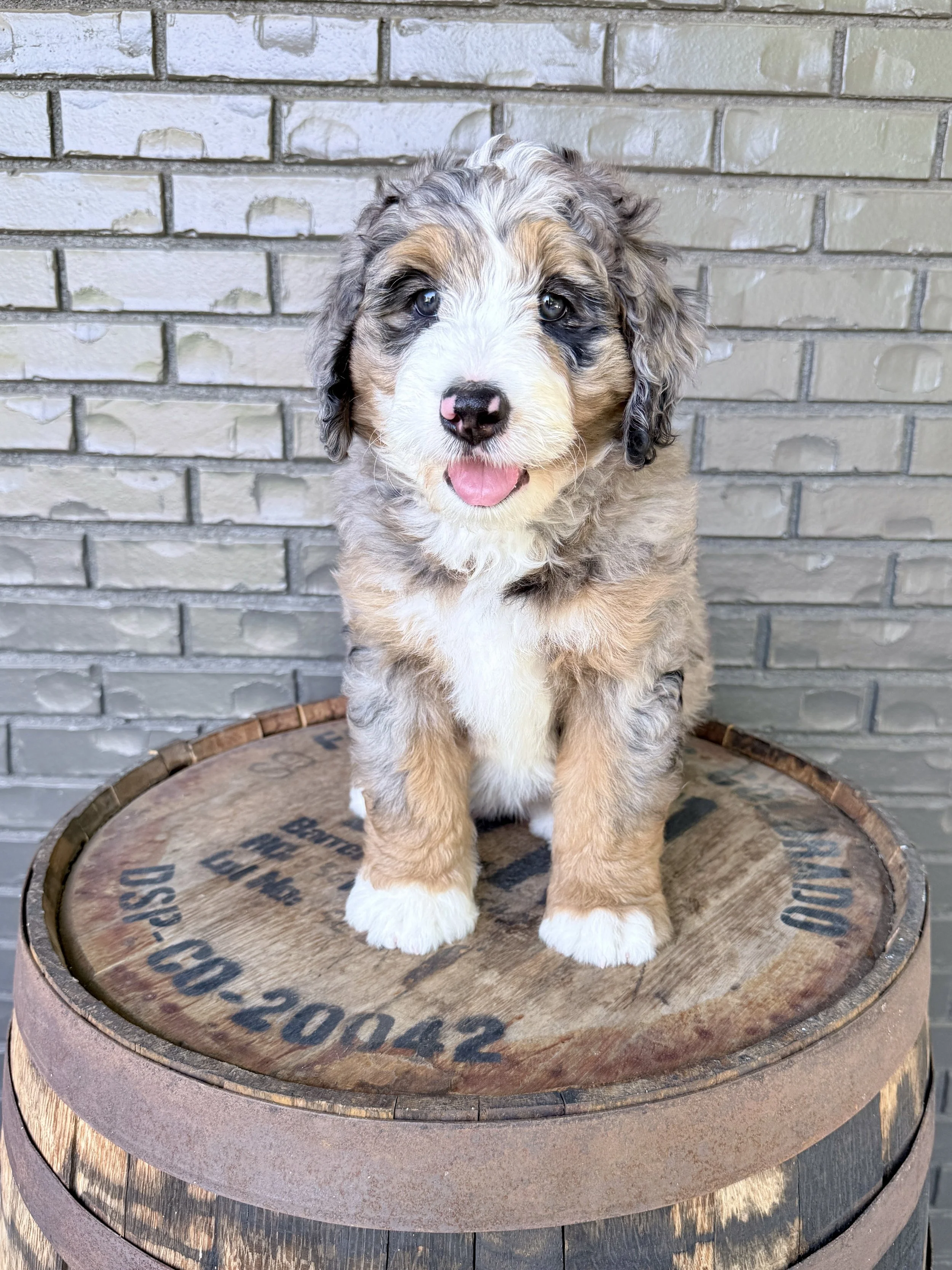 Sally Goose- adopted by Morgan