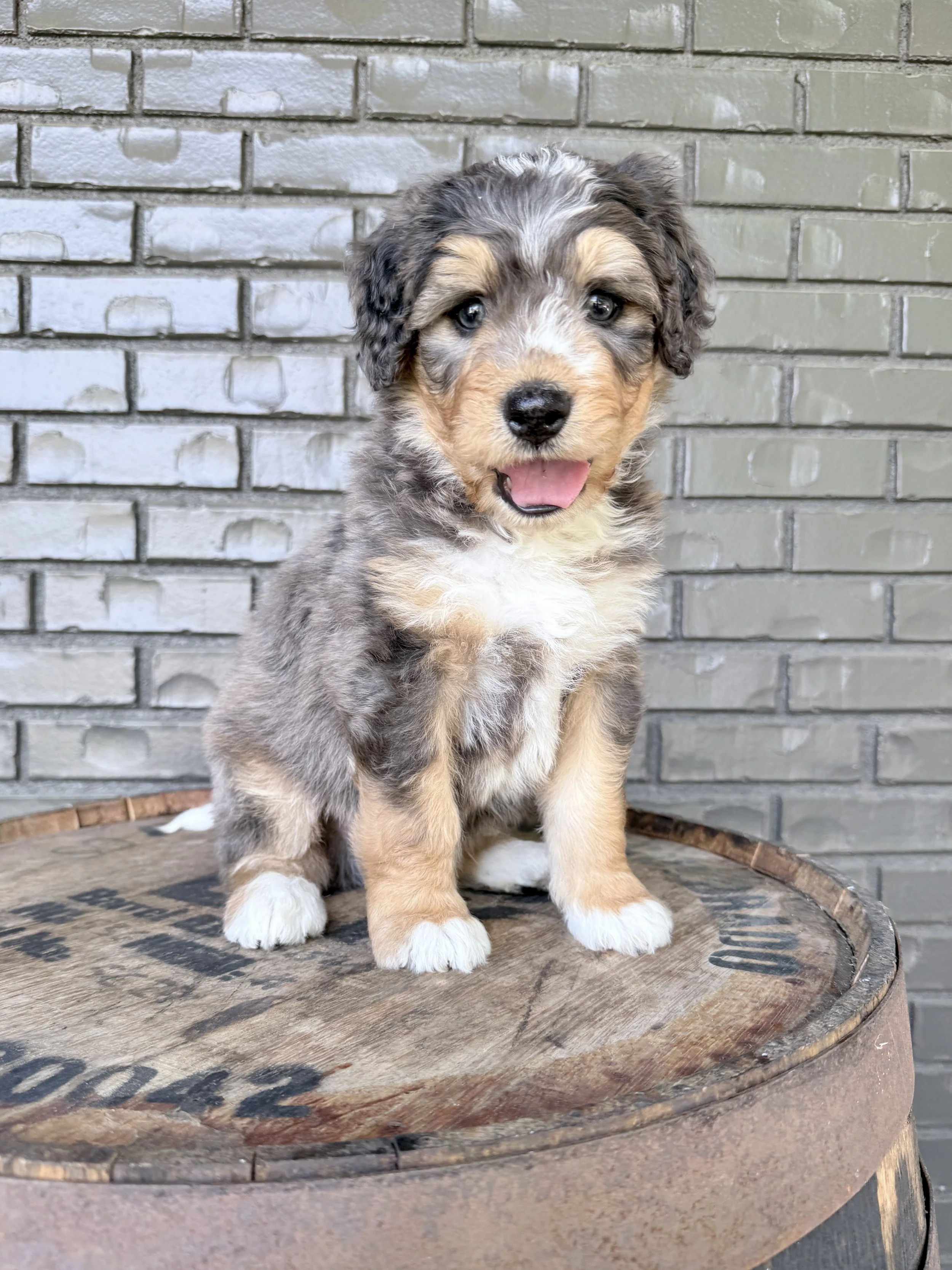 Moose- adopted by Nicole
