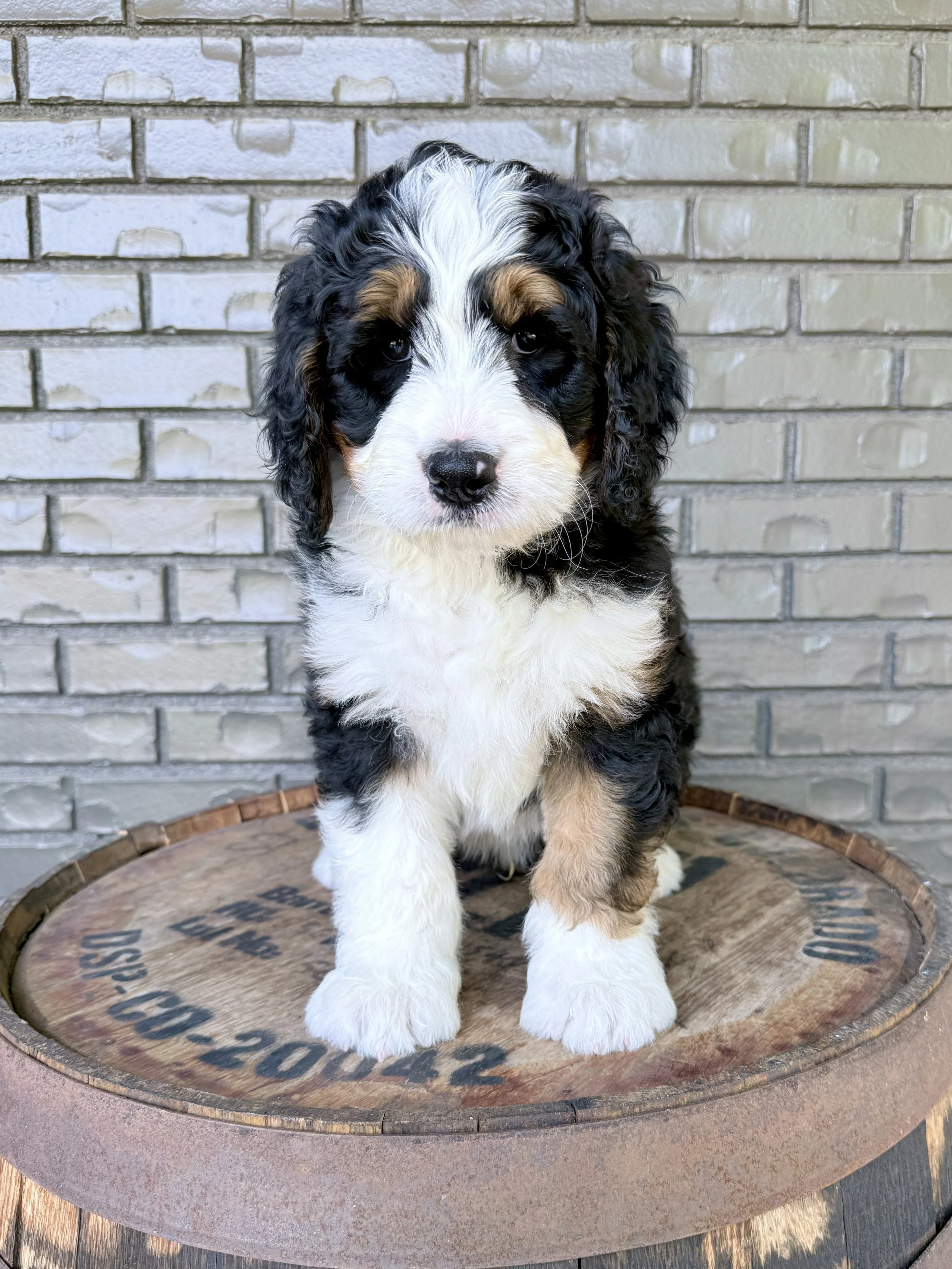 Brio- adopted by Jeannine