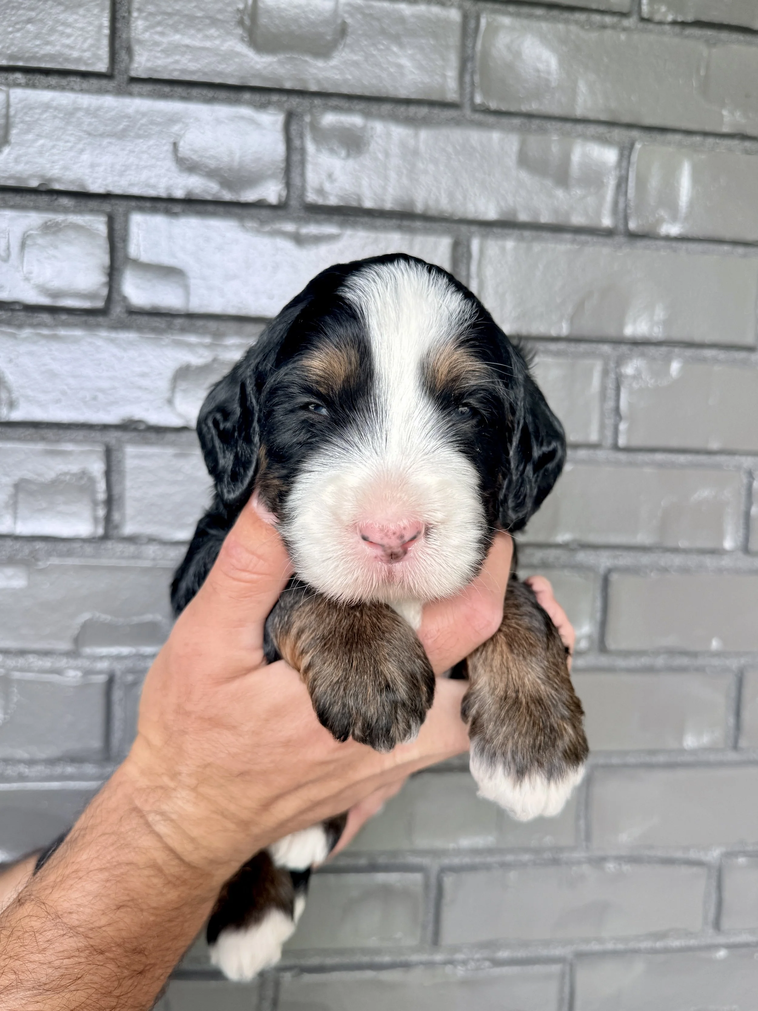 Red Collar Male