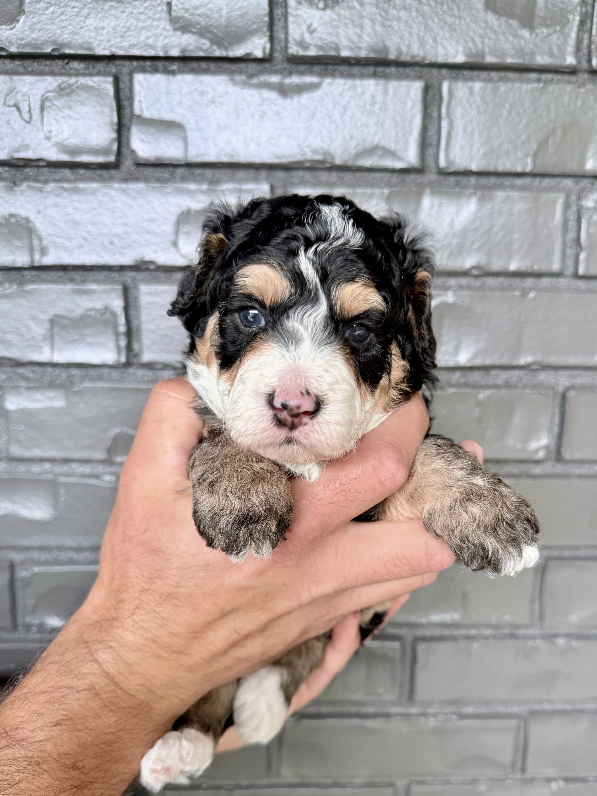 Black Collar Female