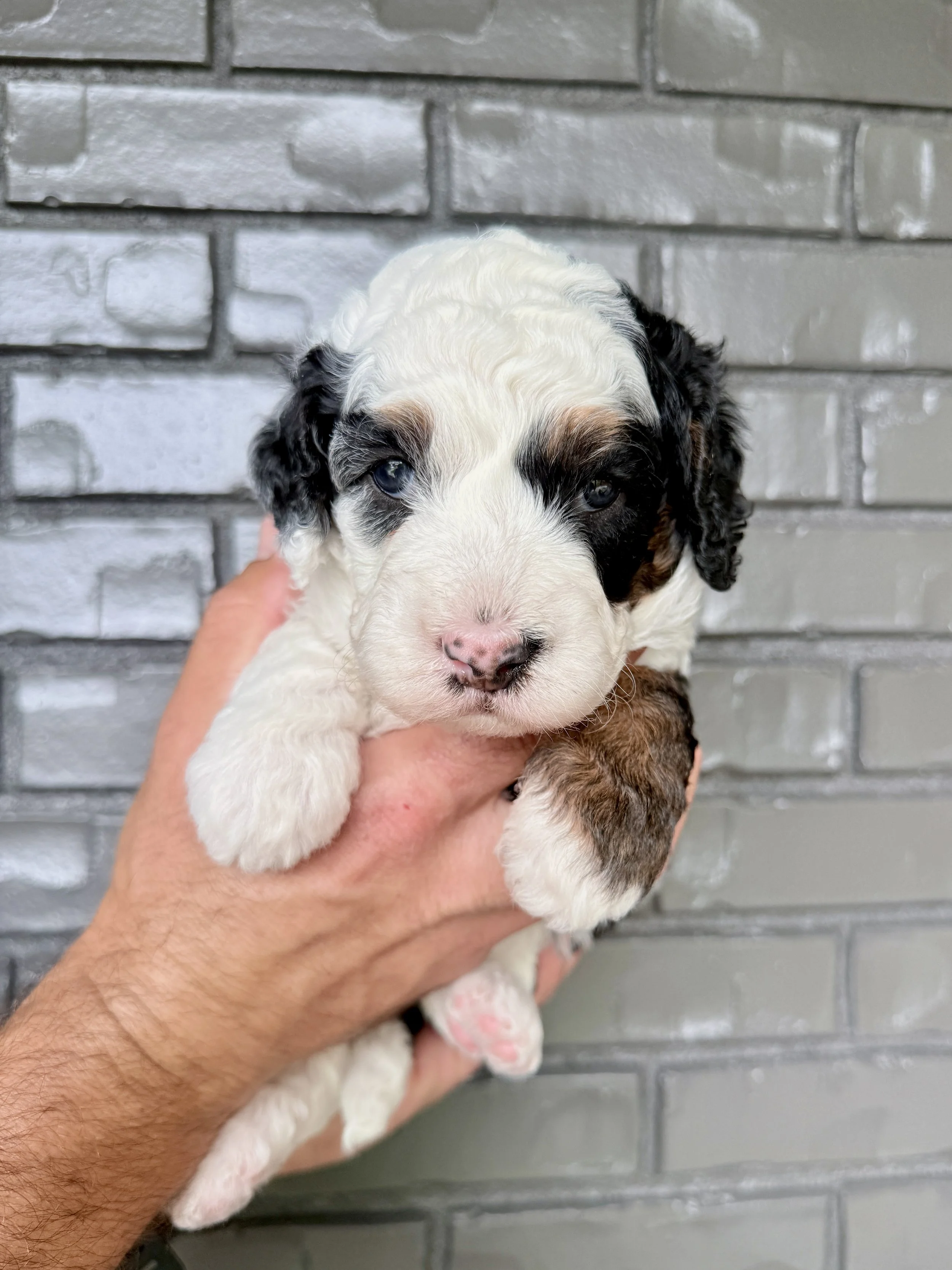 Pink Collar Female