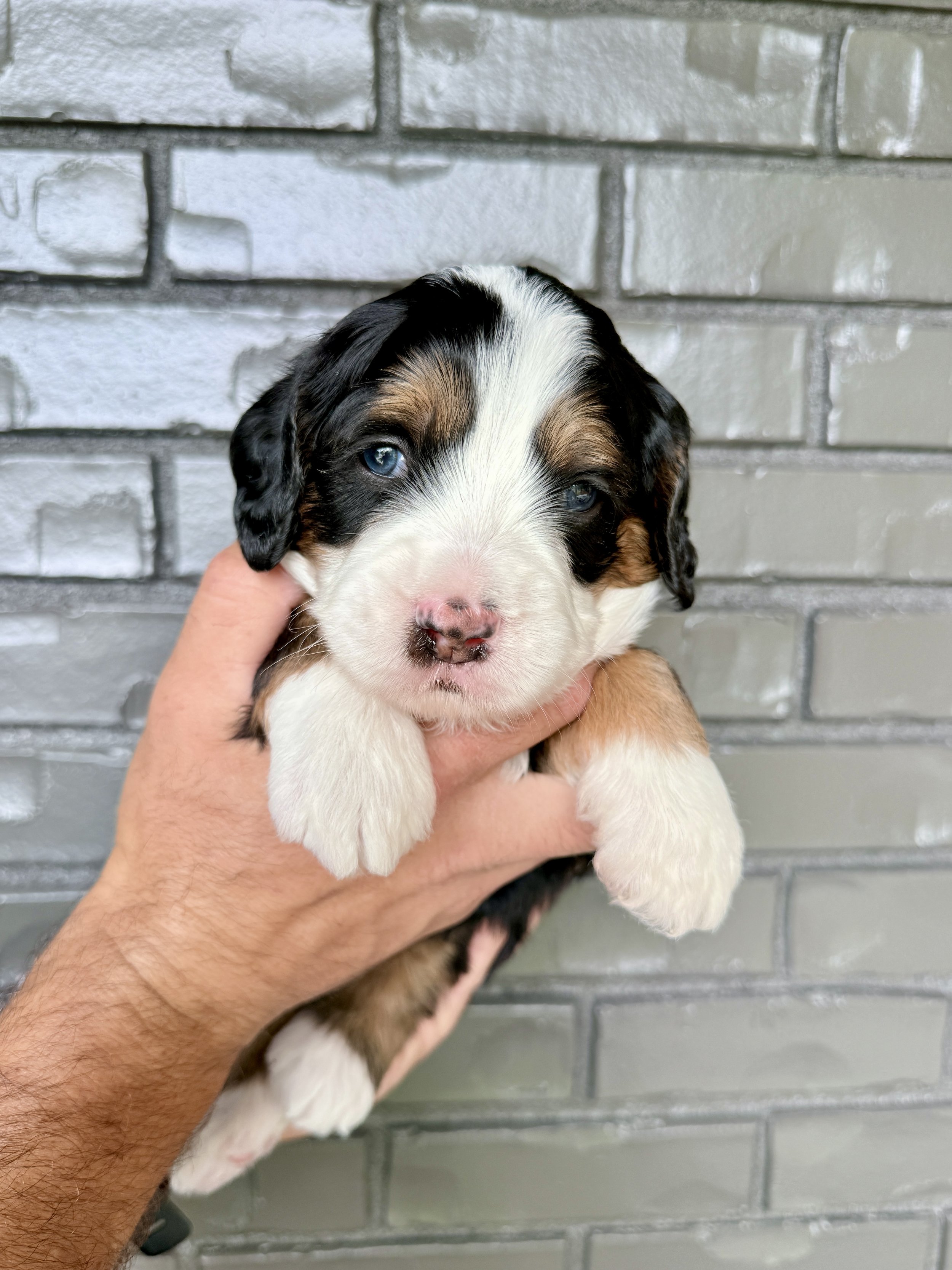 Purple Collar Female