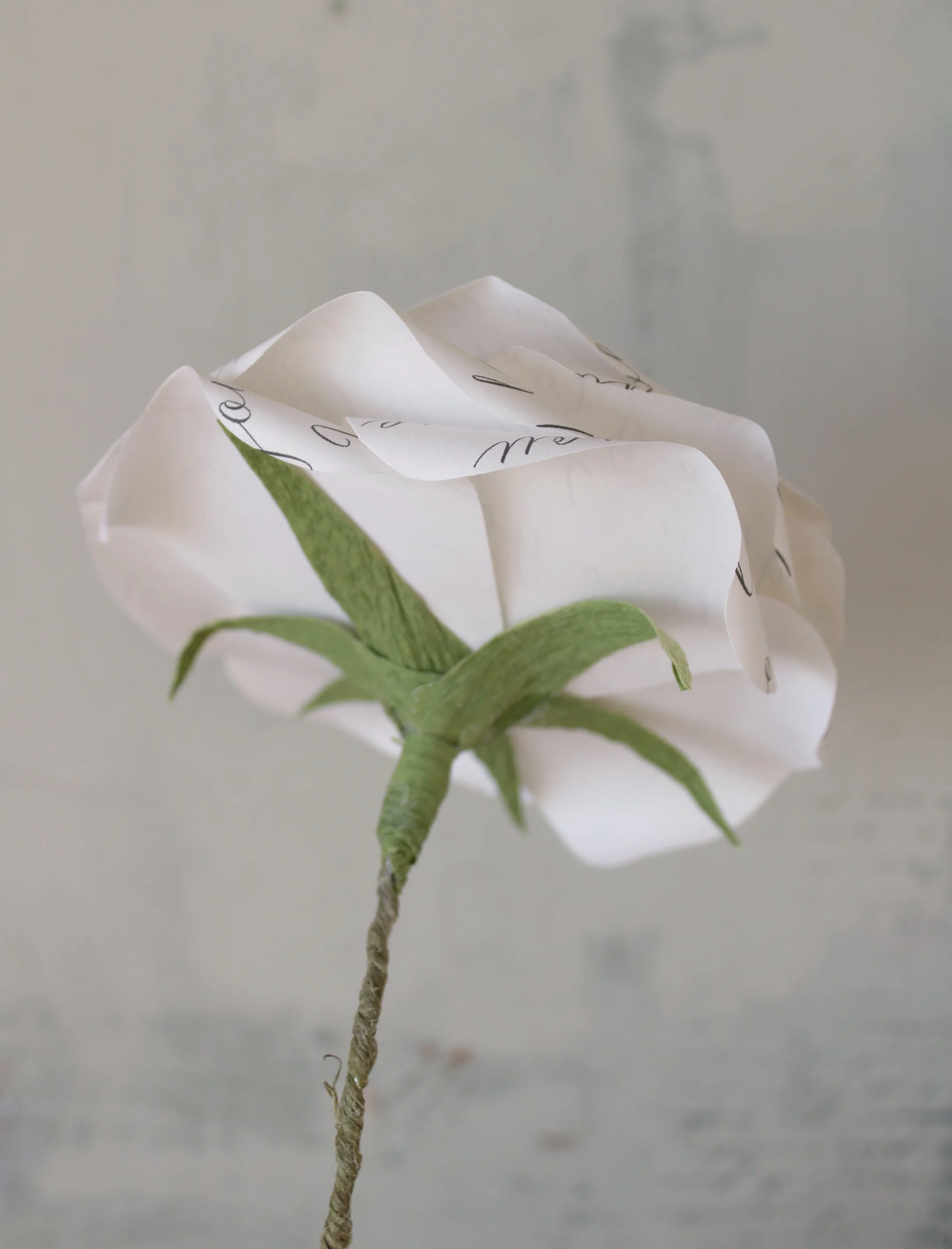 paper rose 2026 4.jpg