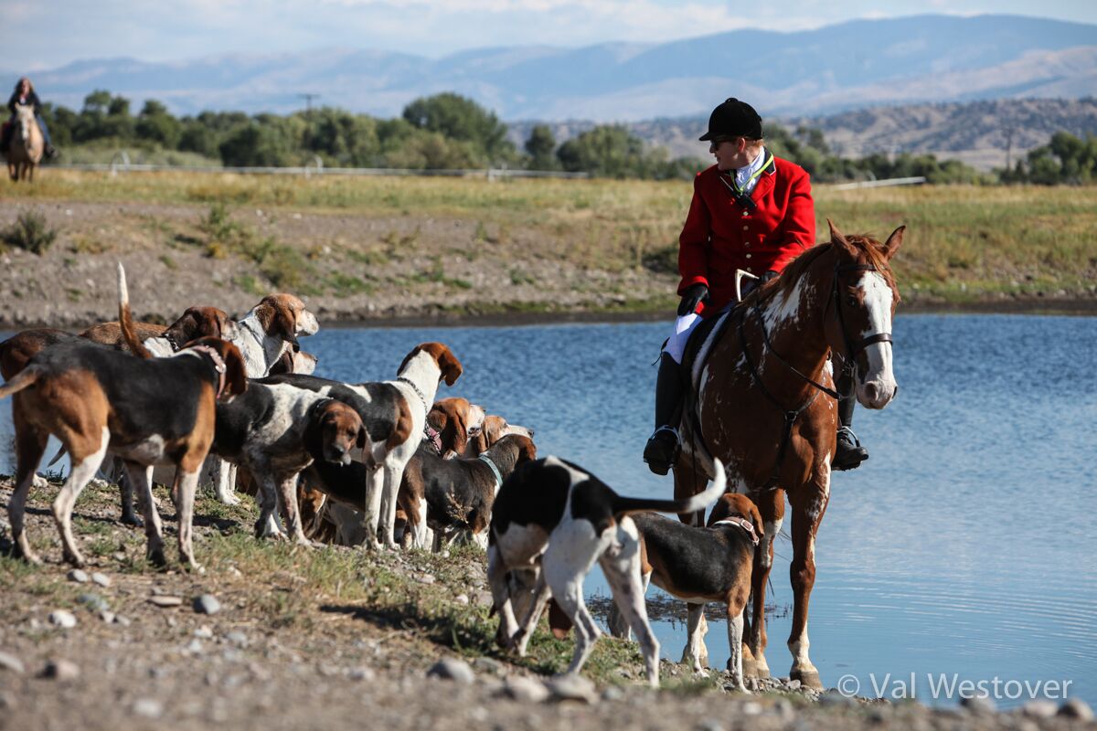 westoverrennelakehounds.jpg