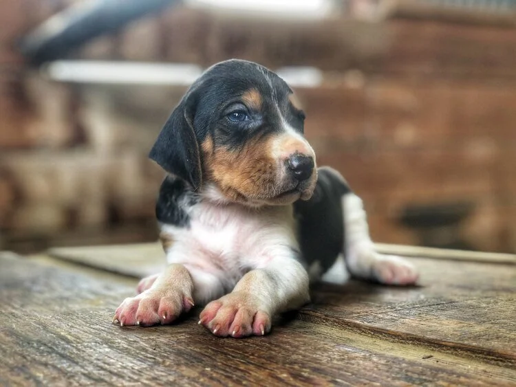 red-rock-hounds-donate (3).jpeg