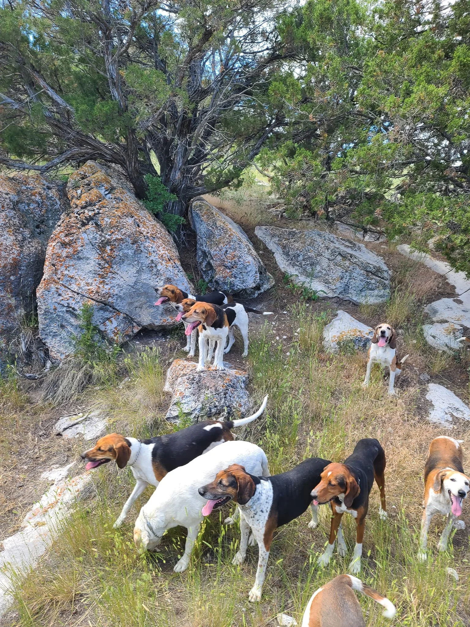 houndwalk2.jpg