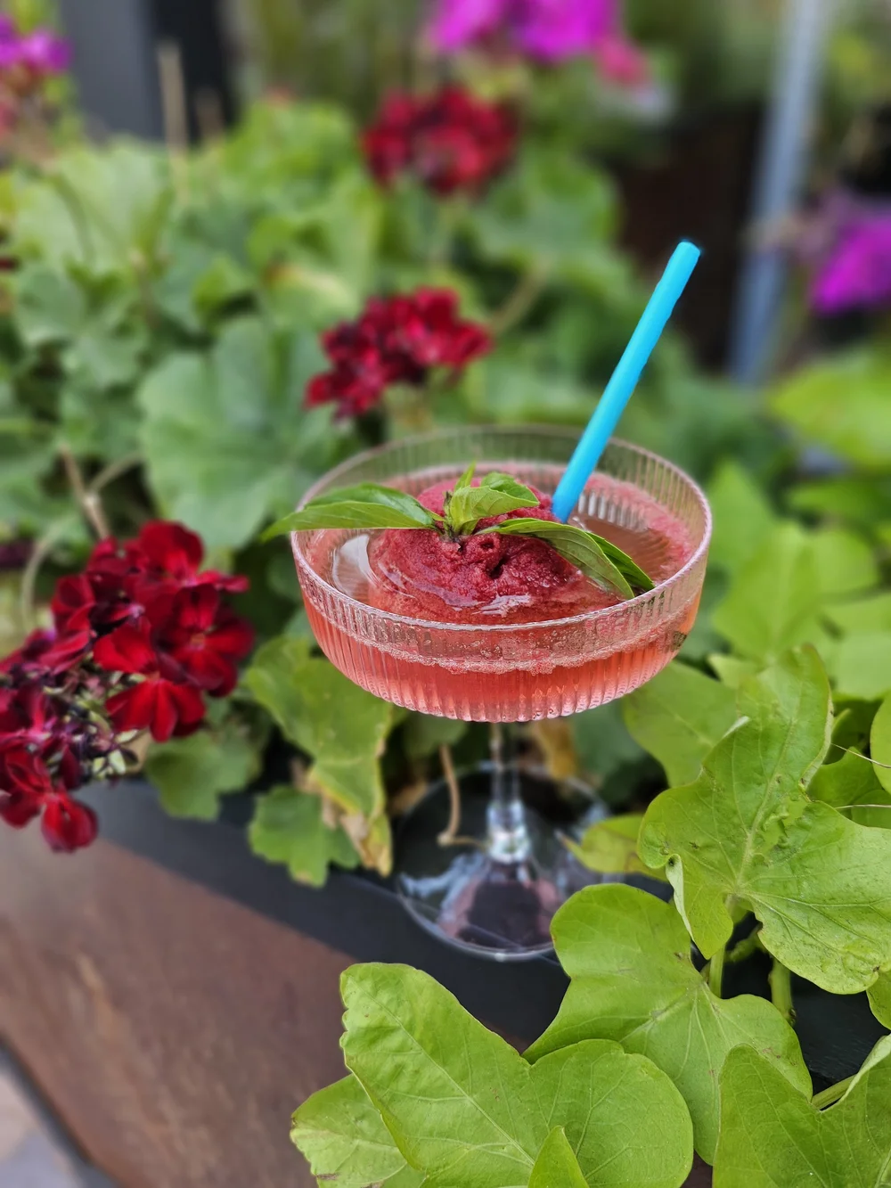 Jellyfish Drinks Drinks are Art — Jellyfish Drinks