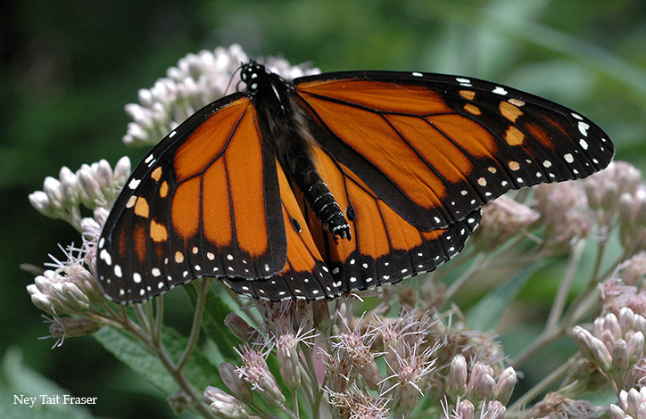 Monarch butterfly on Common Milkweed