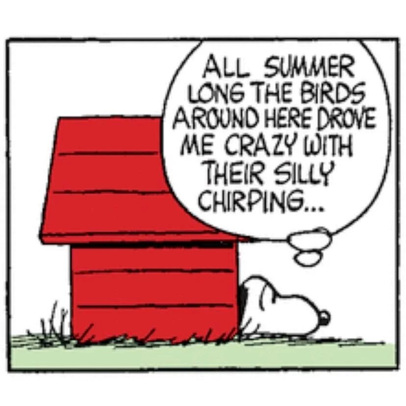 Me too, Snoop... 🐦💙🐦

#inspiration #Schultz #peanuts #birdlove