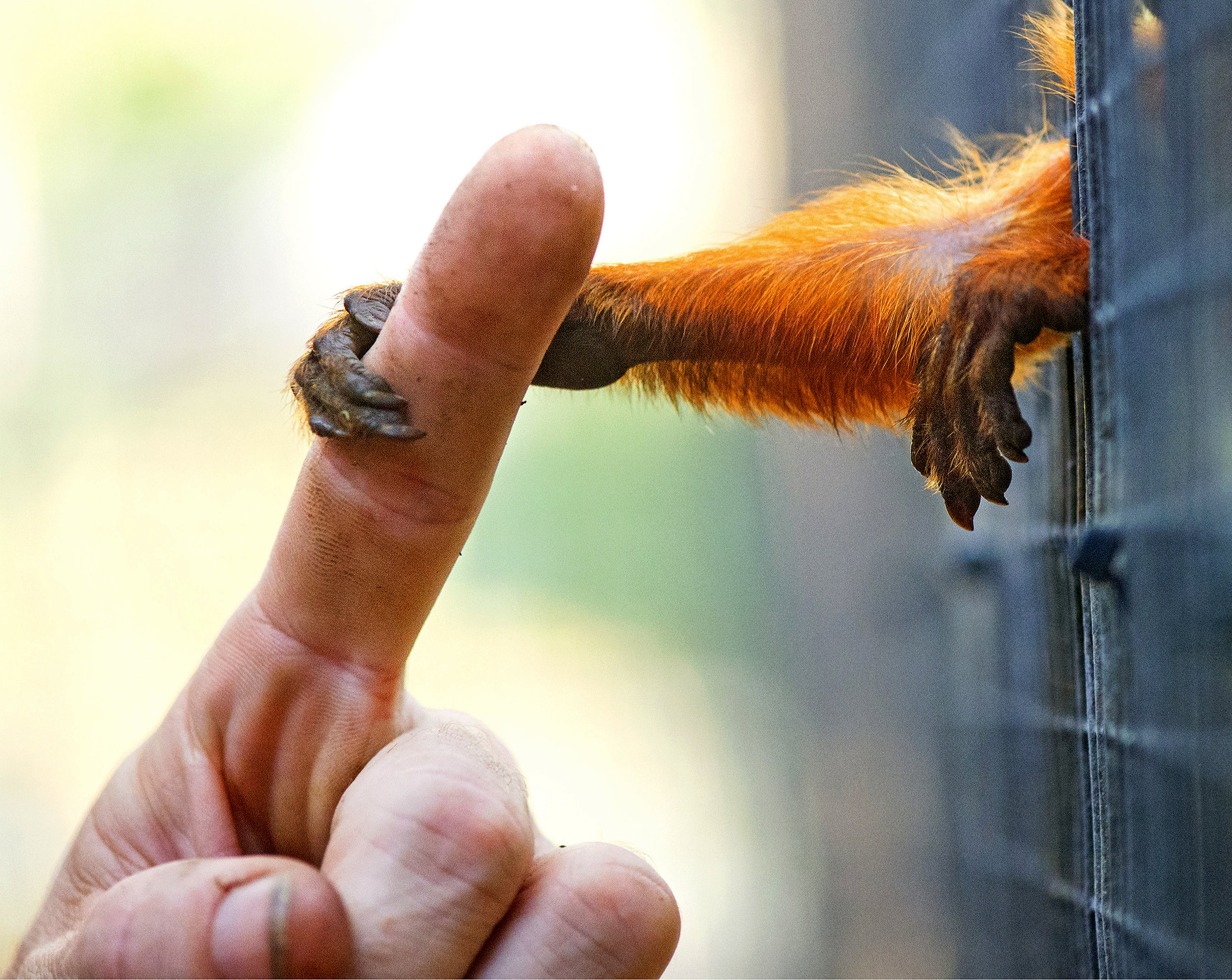 Animal Whisperer