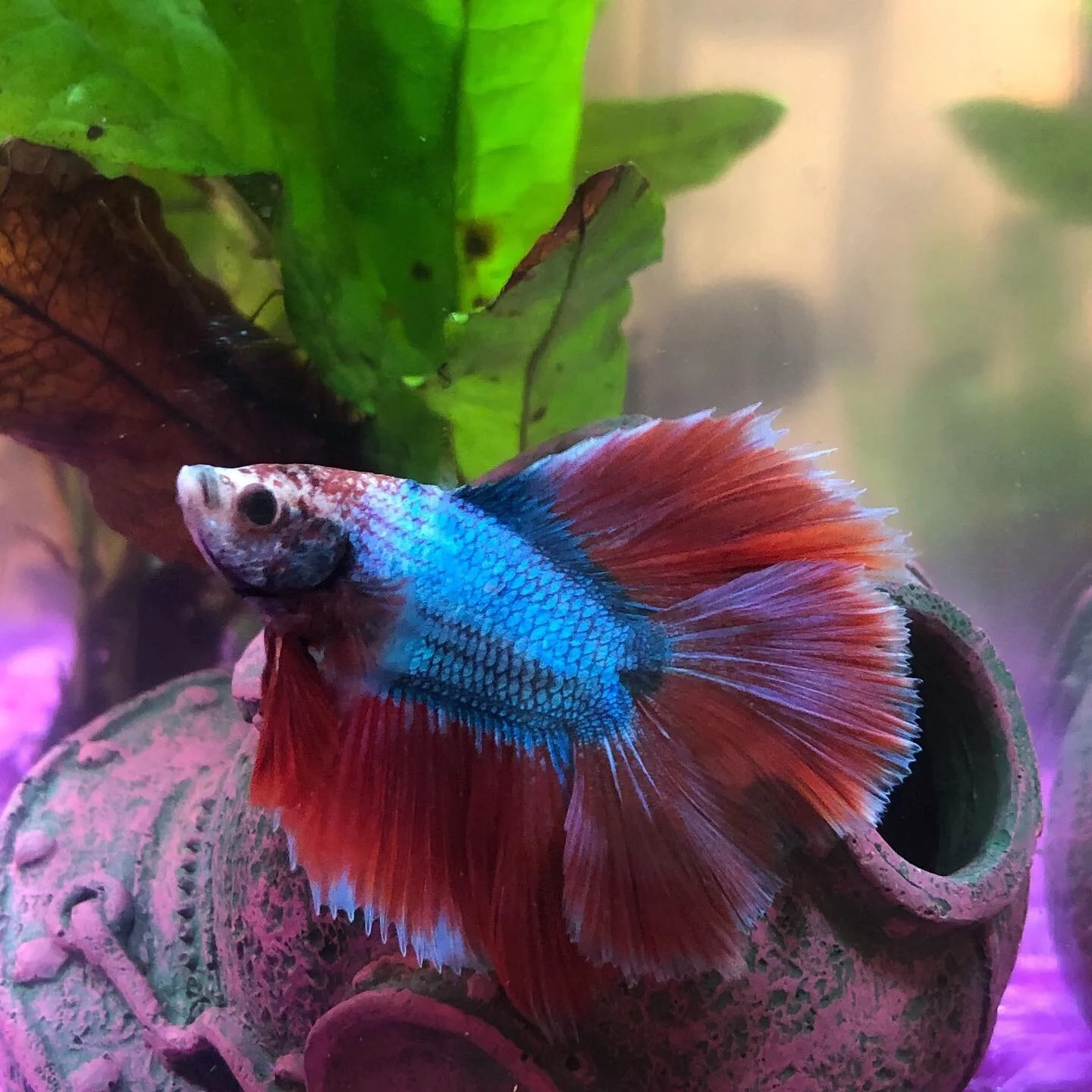 Say hello to our new member @phongthefish! Phong the Beta fish loves to eat mealworms, dig up his plants, and swim around his sunken diver helmet. Welcome to the family!
#robomasters #robotics #uw #universityofwashington #roboticsteam #robot #seattl