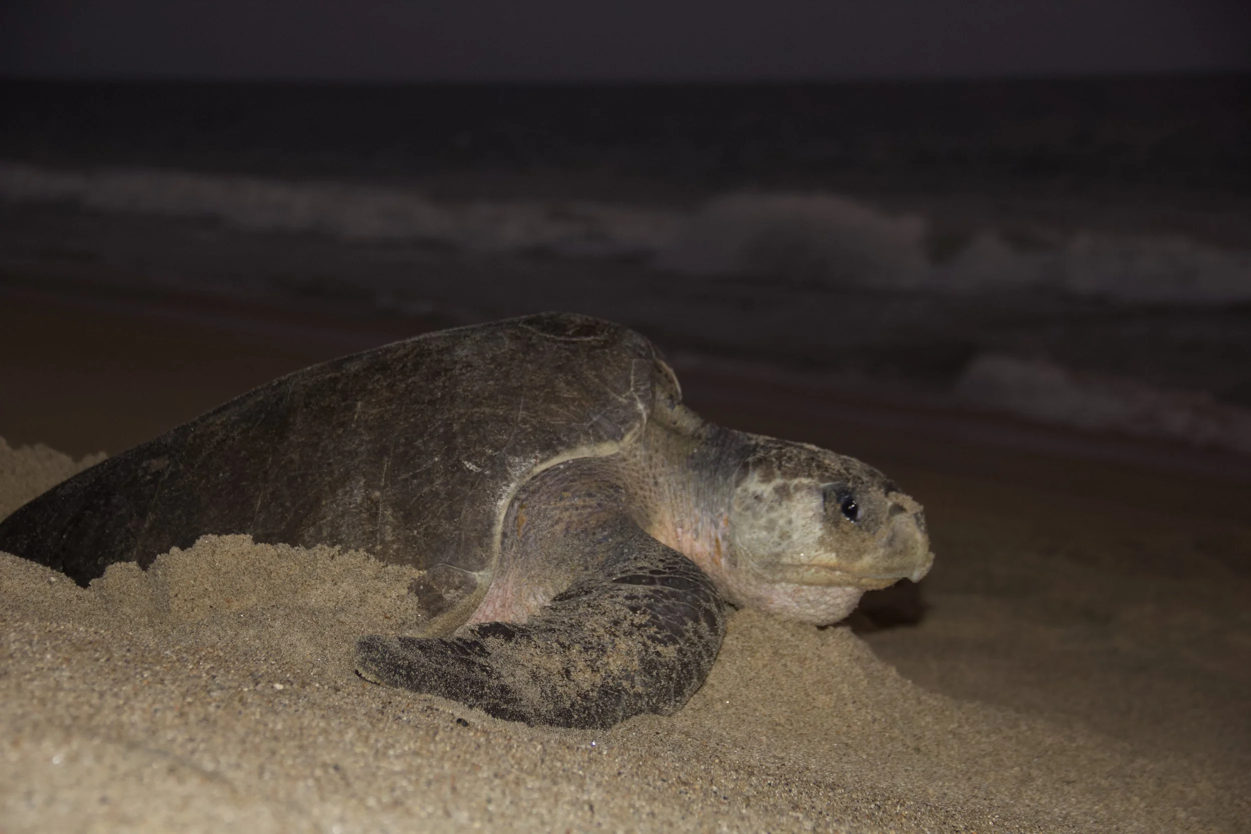  Olive ridley nesting female 