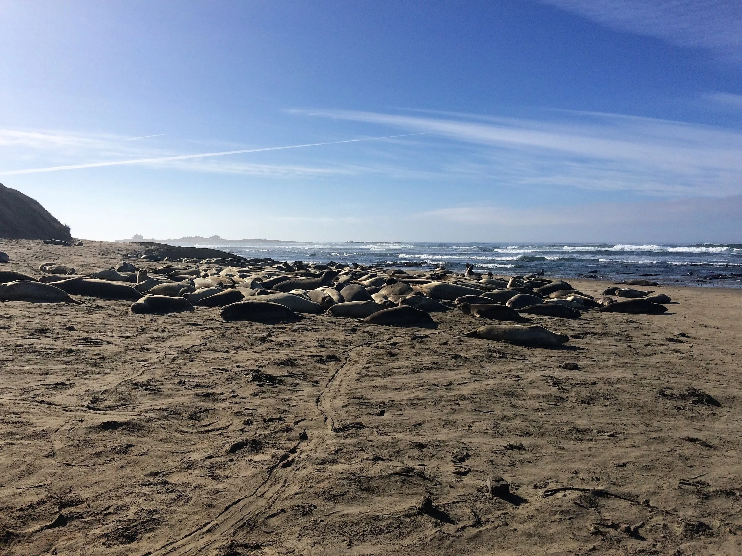  Northern elephant seals at Año Nuevo State Park 