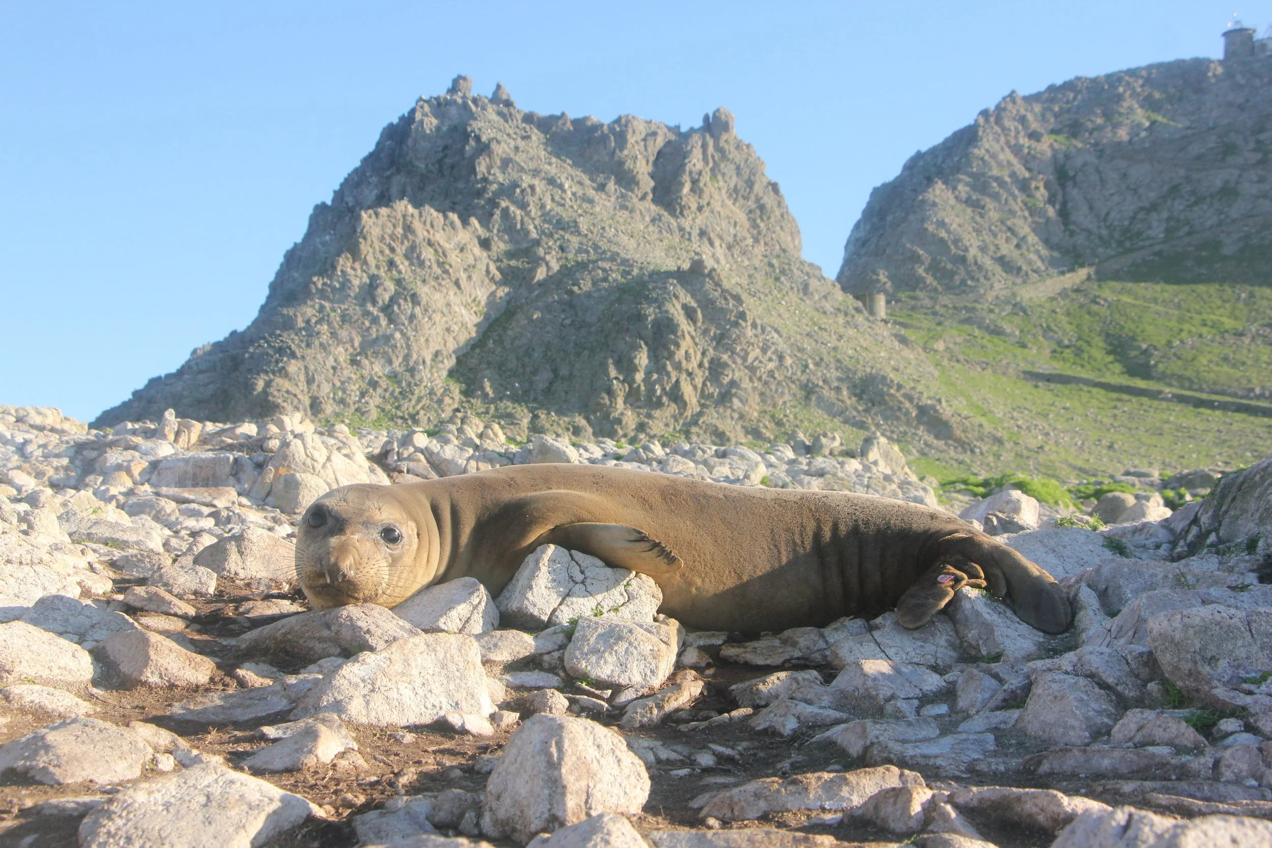  Northern elephant seal 