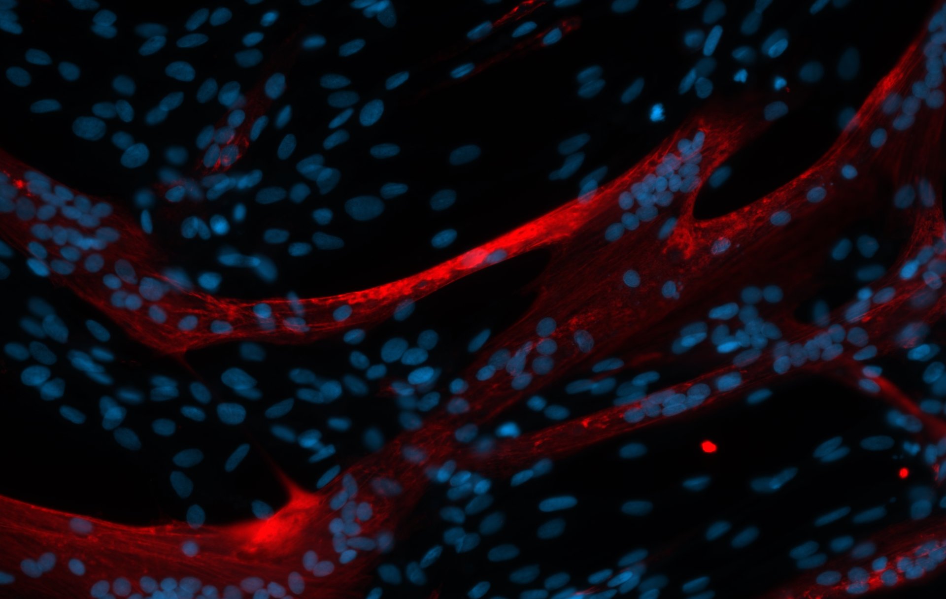  Elephant seal myoblasts 