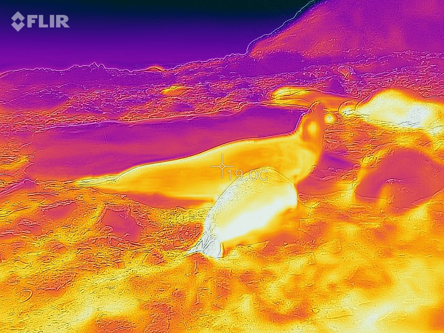  Image of northern elephant seal taken with a thermal camera 