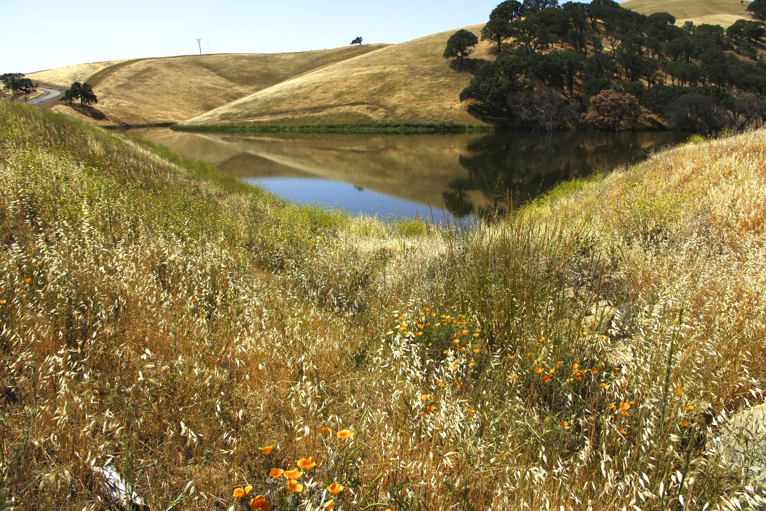 Wild+Flowers+in+Gap.jpg