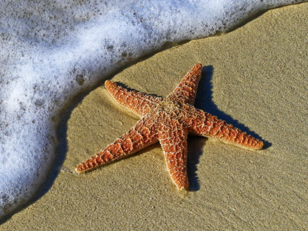 starfish.001.jpeg