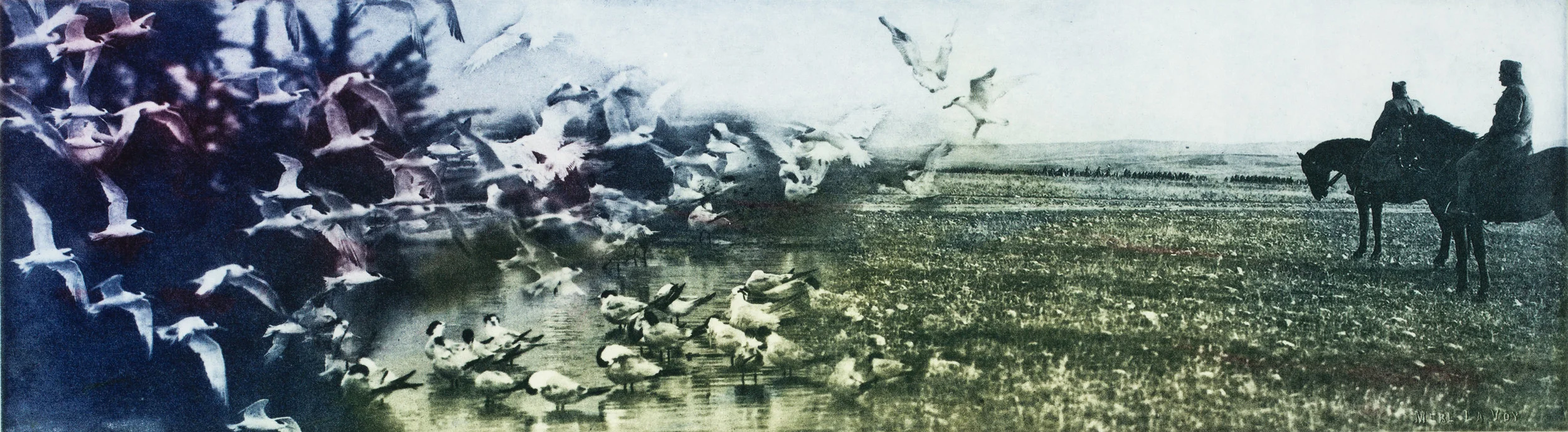 Taking Flight Solarplate Etching (8x16”)