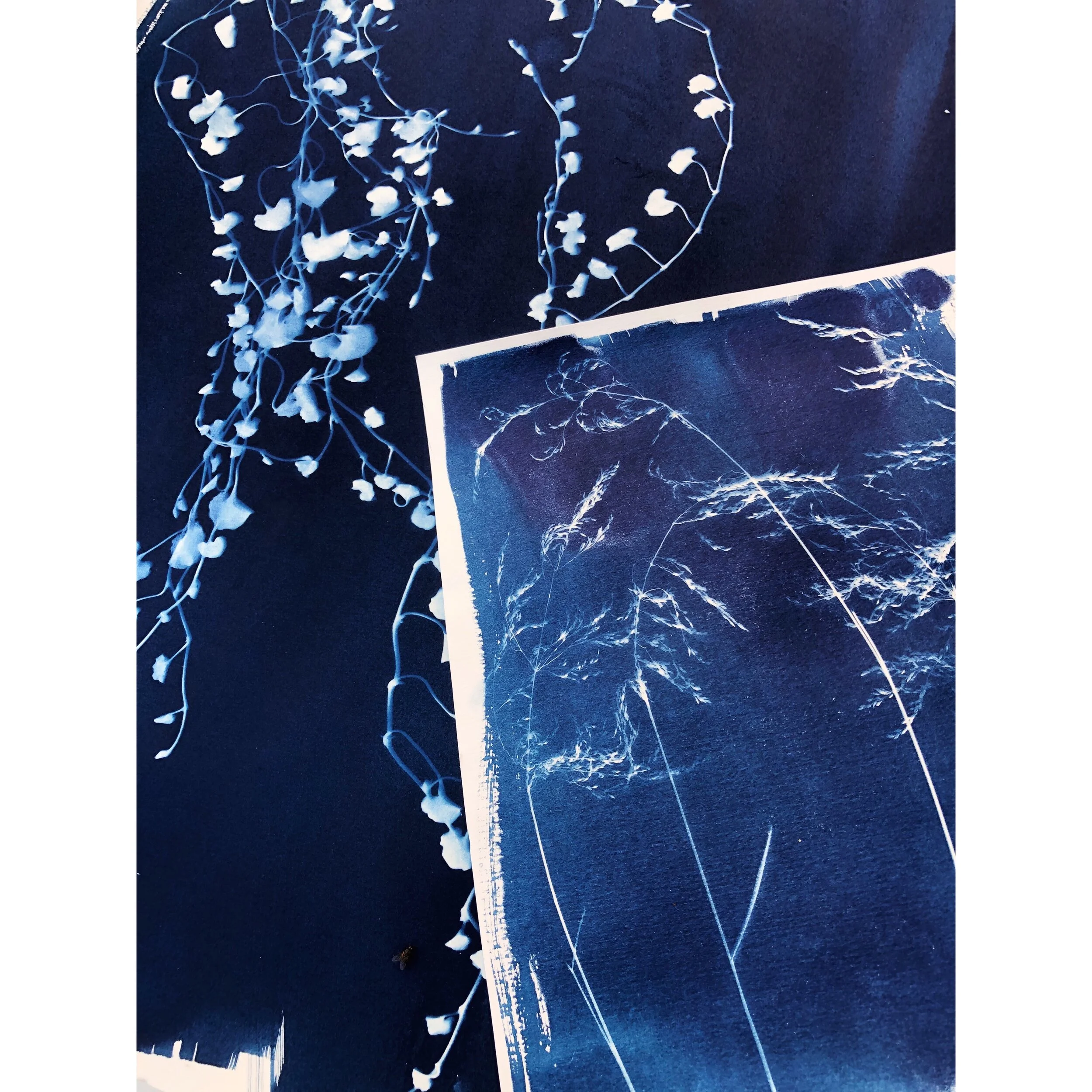 cyanotypes_trailingvinesandgrasses1_frame.JPG