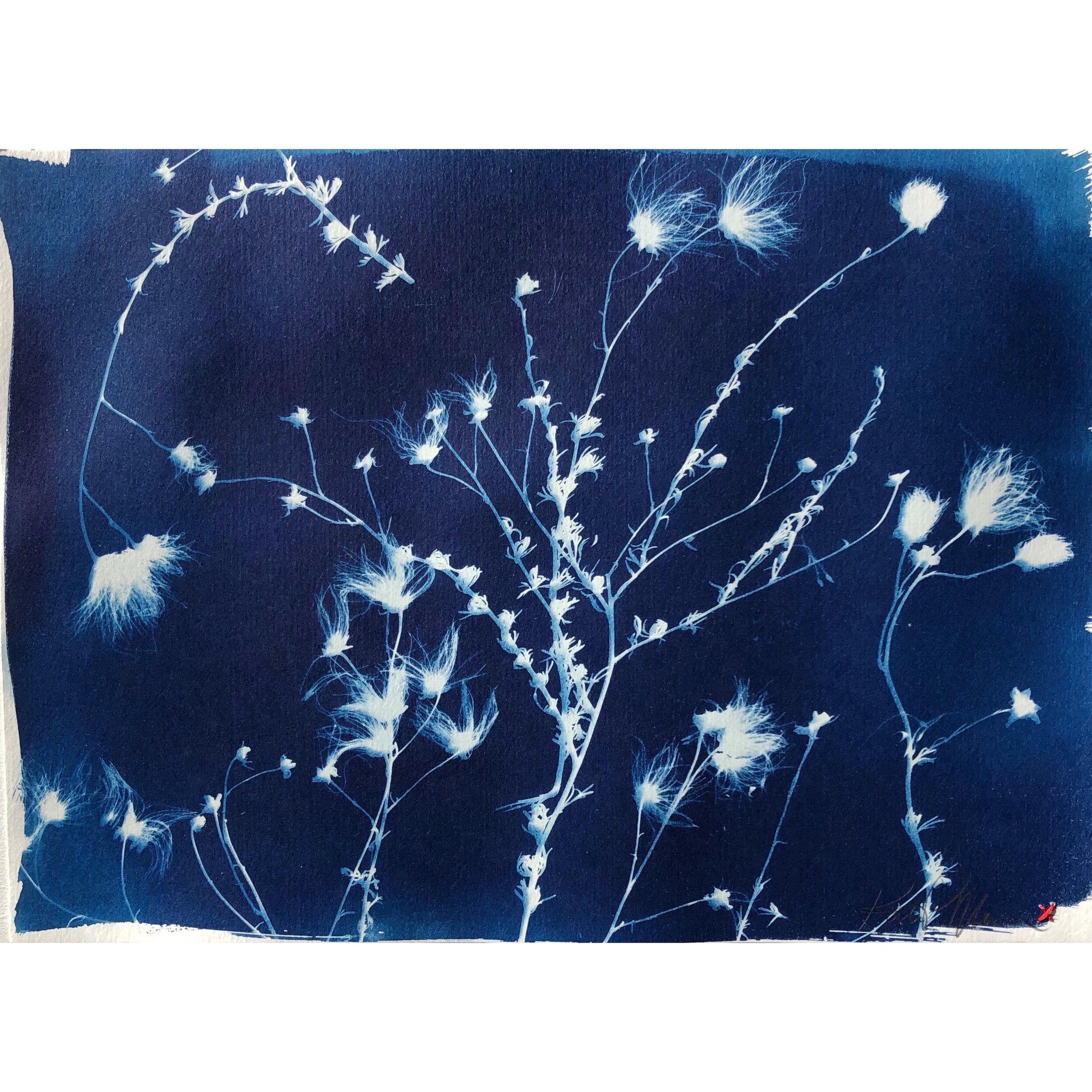 Cyanotype - ‘The Modern’ #2 
