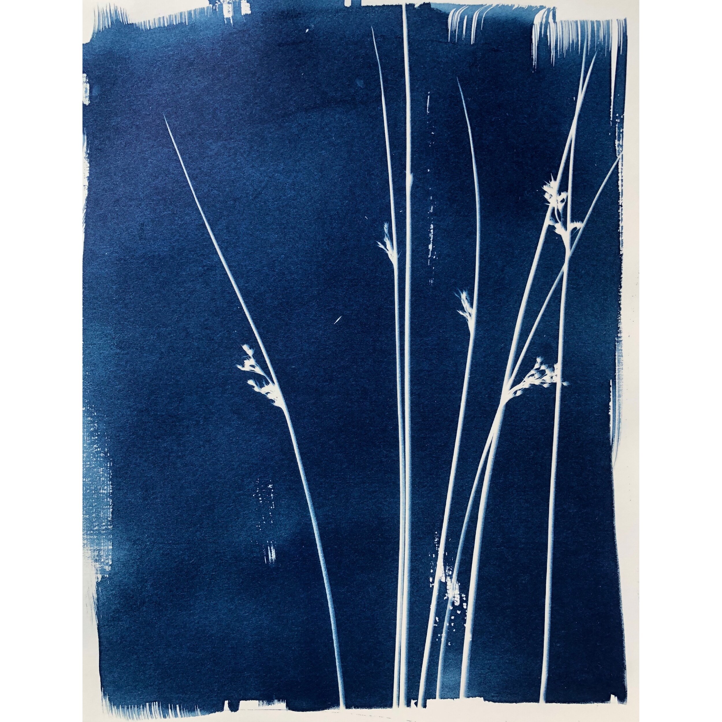 Cyanotype - Reeds