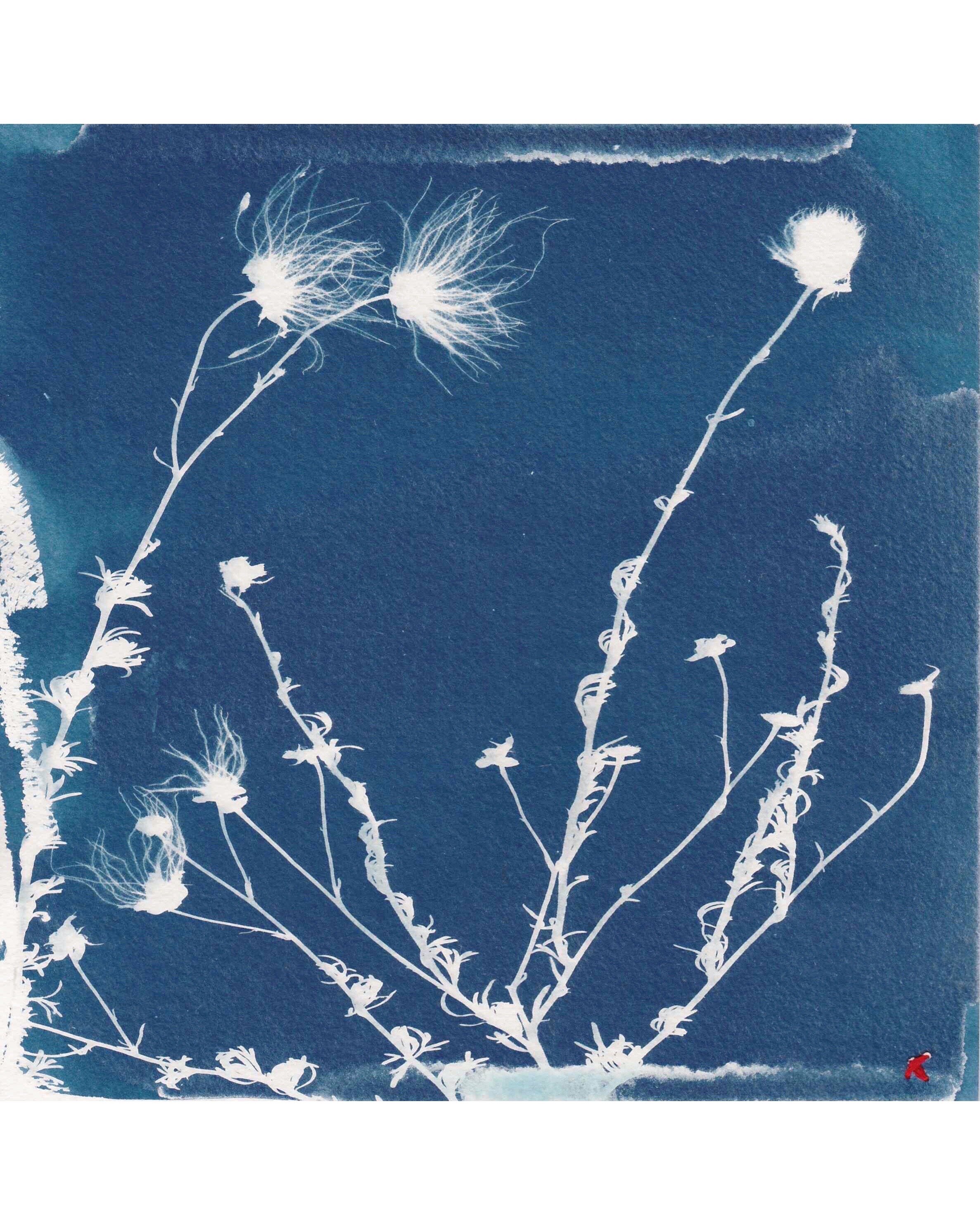 Cyanotype - ‘The Modern’ #1