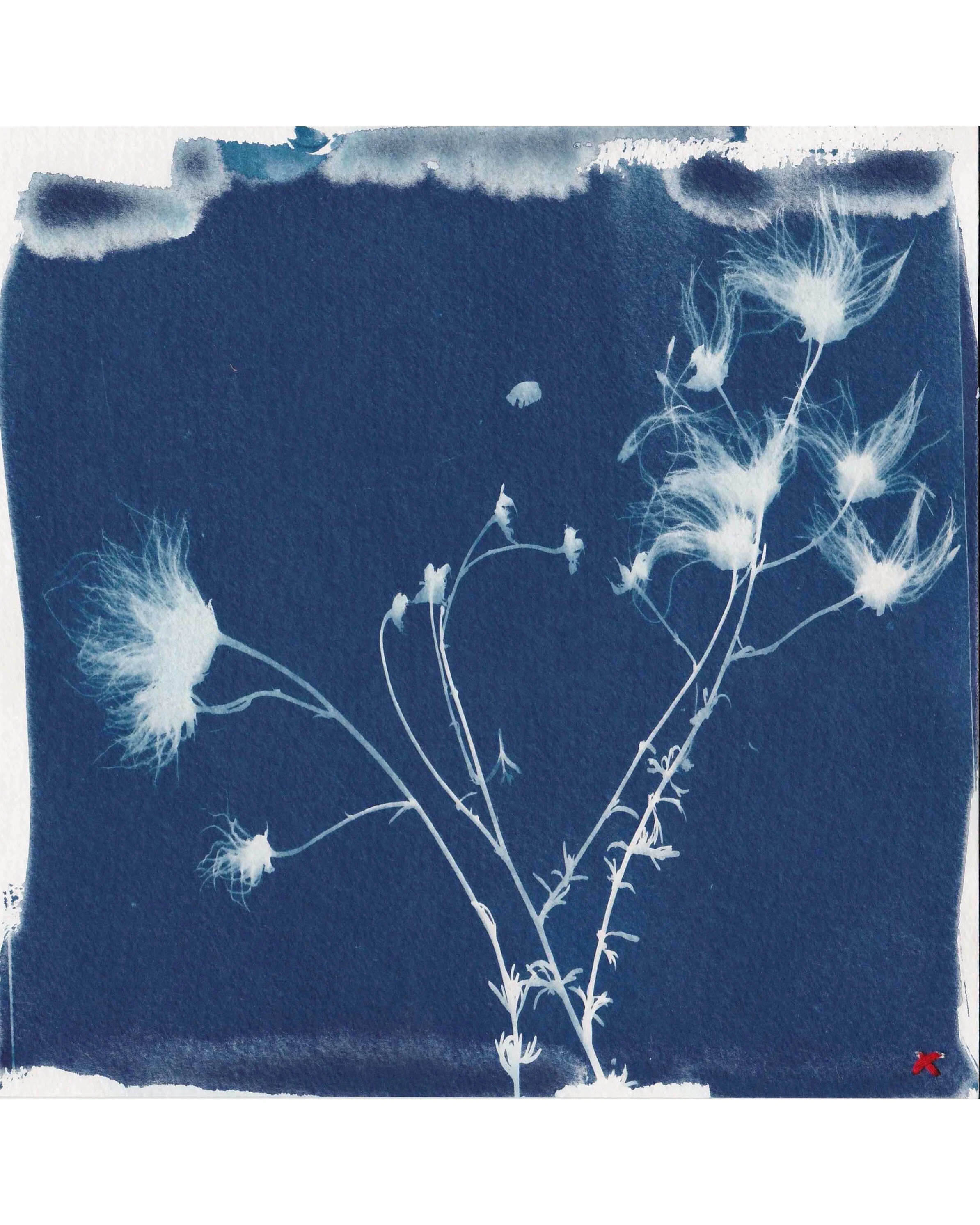 Cyanotype_modern3_border_1.JPG