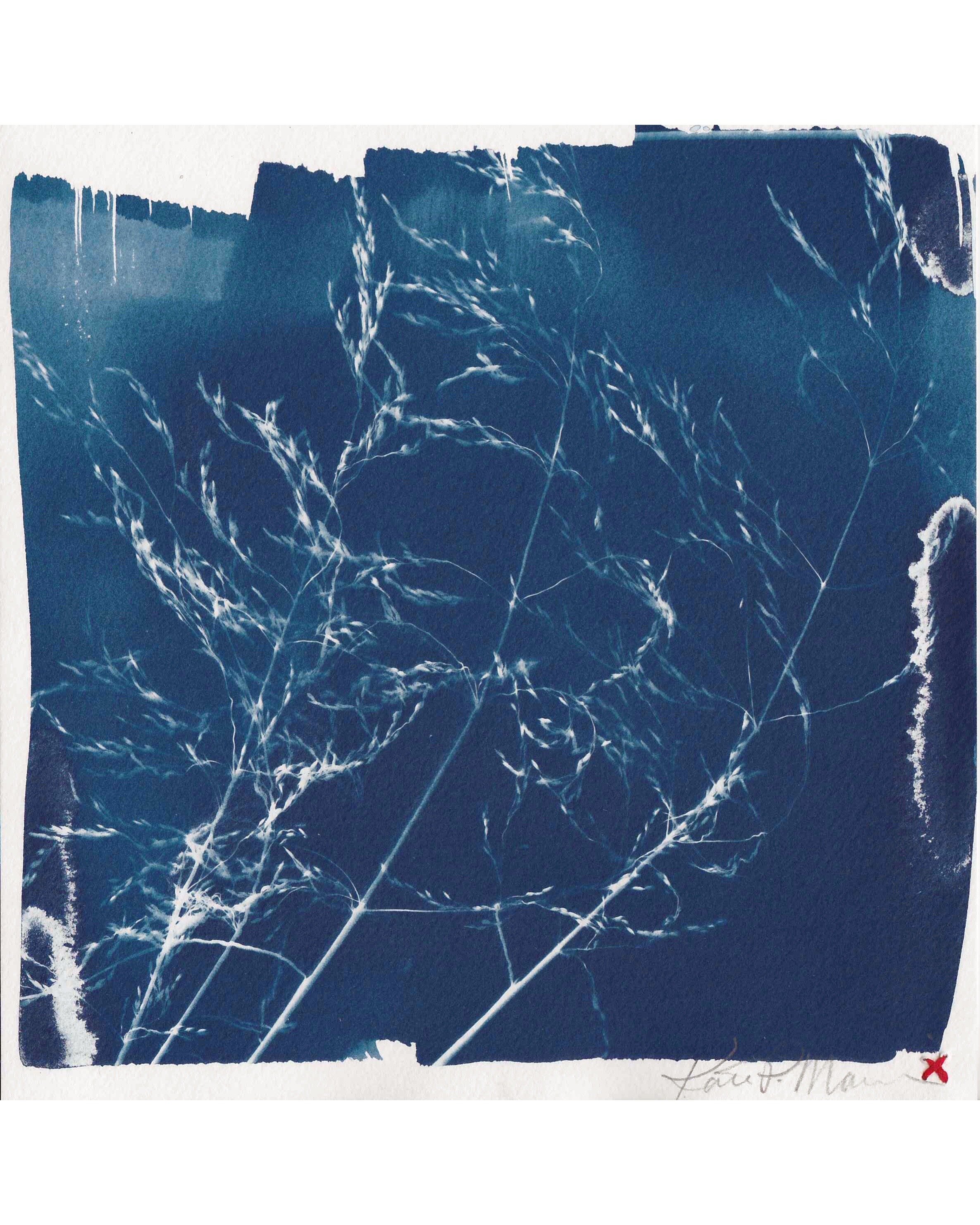 Cyanotype - Grasses #2