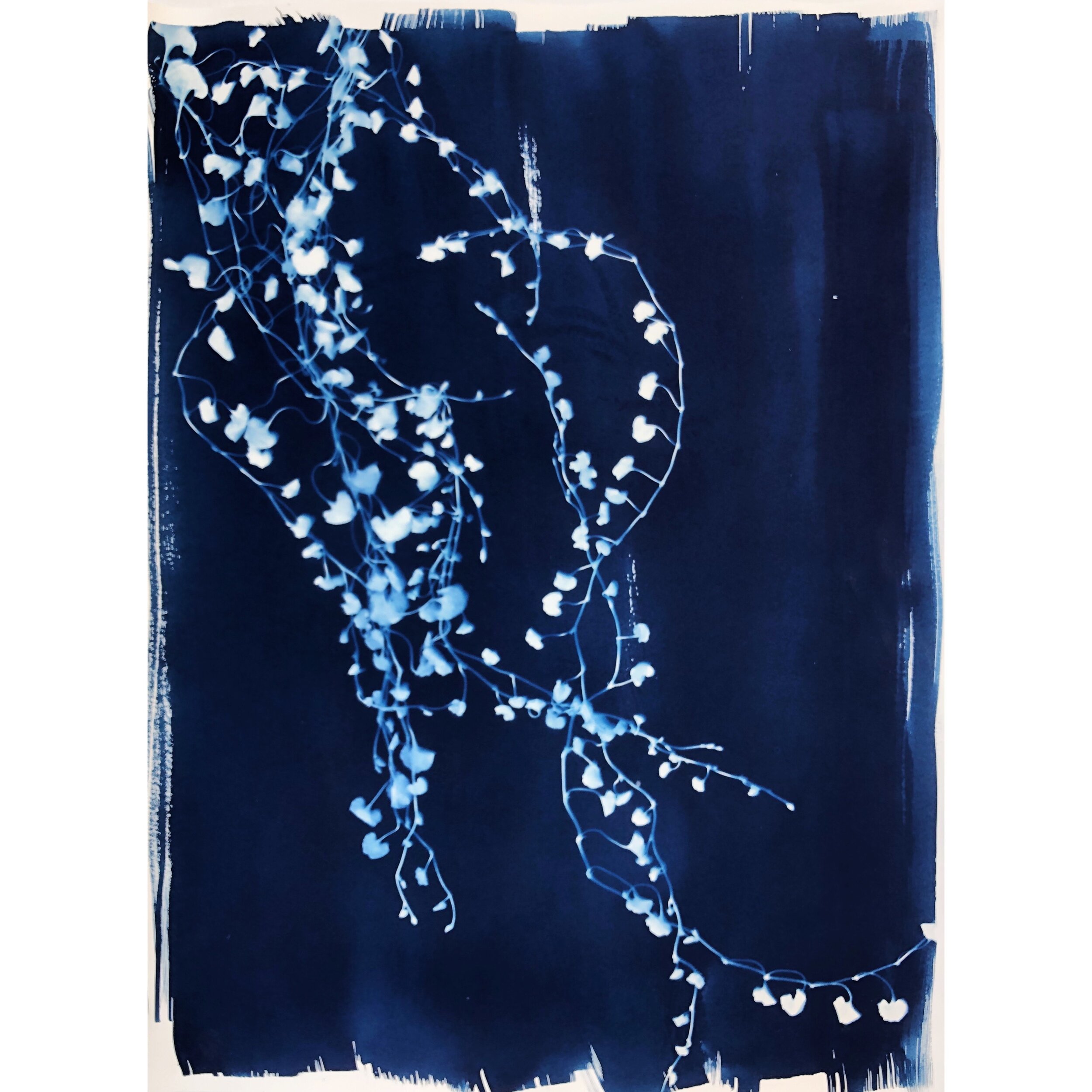Cyanotype - Trailing Vines #3