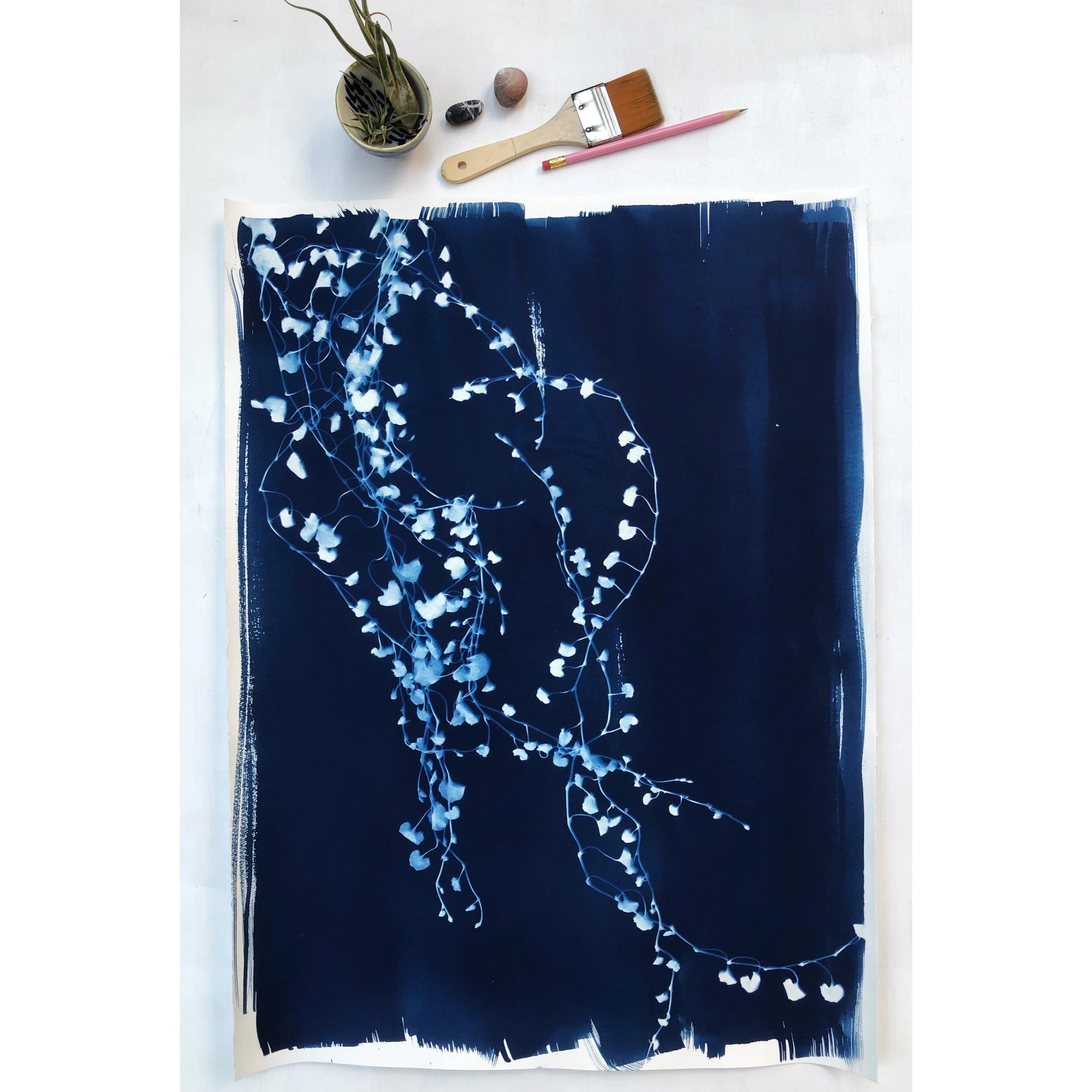 cyanotypes_trailingvines3_4frame.JPG