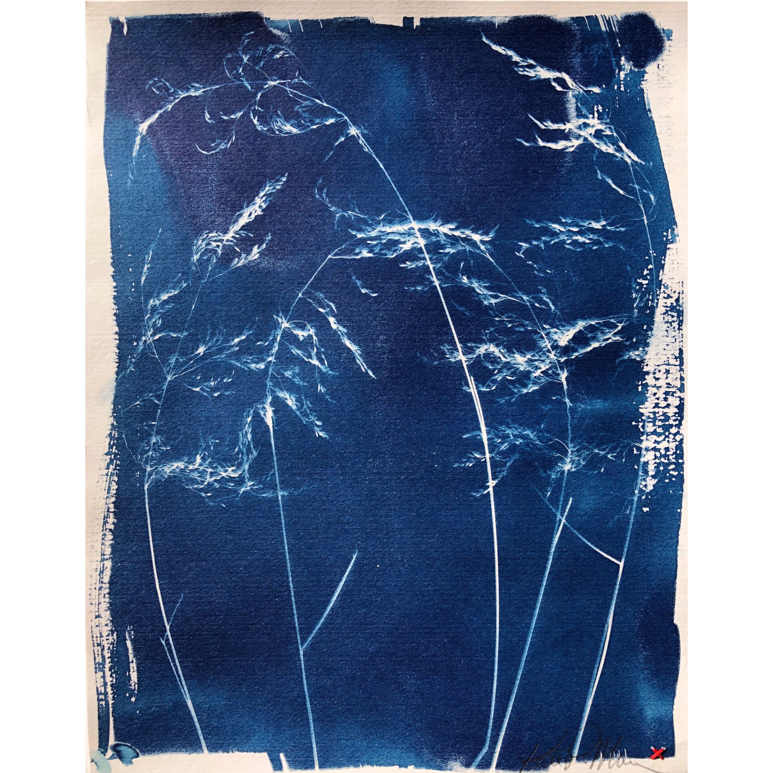 Cyanotype - Grasses #3