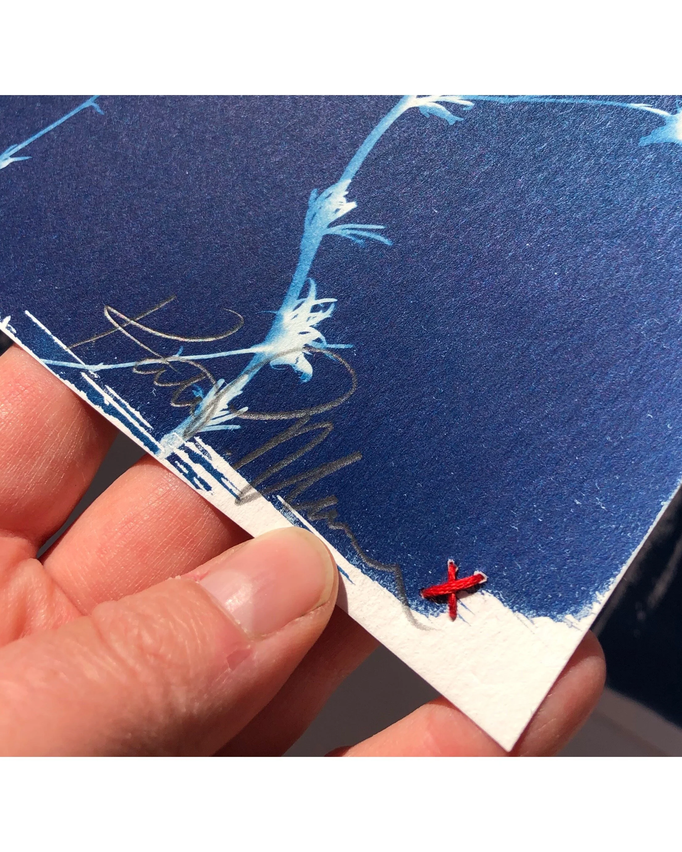Cyanotypes_redx_1.JPG