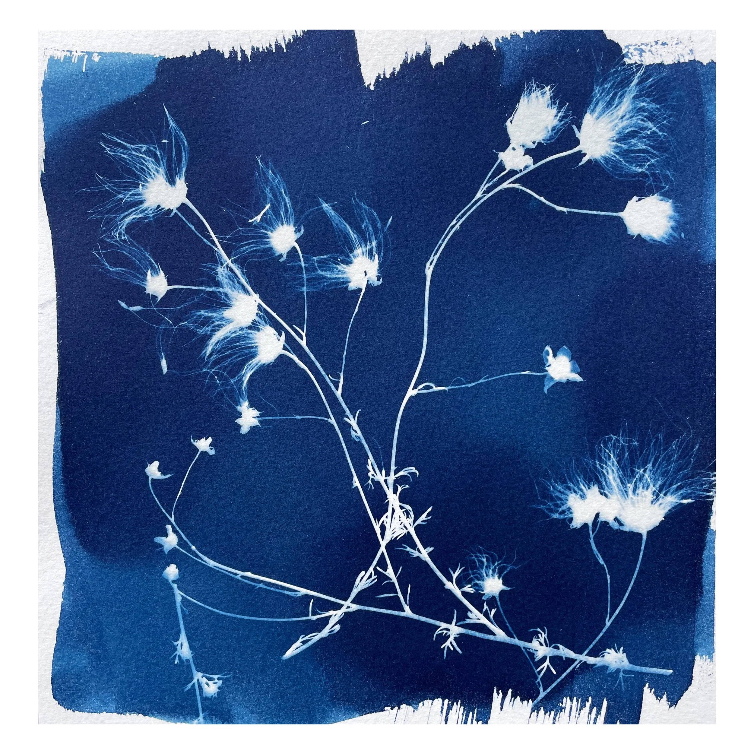Cyanotypes_modern_4.JPG