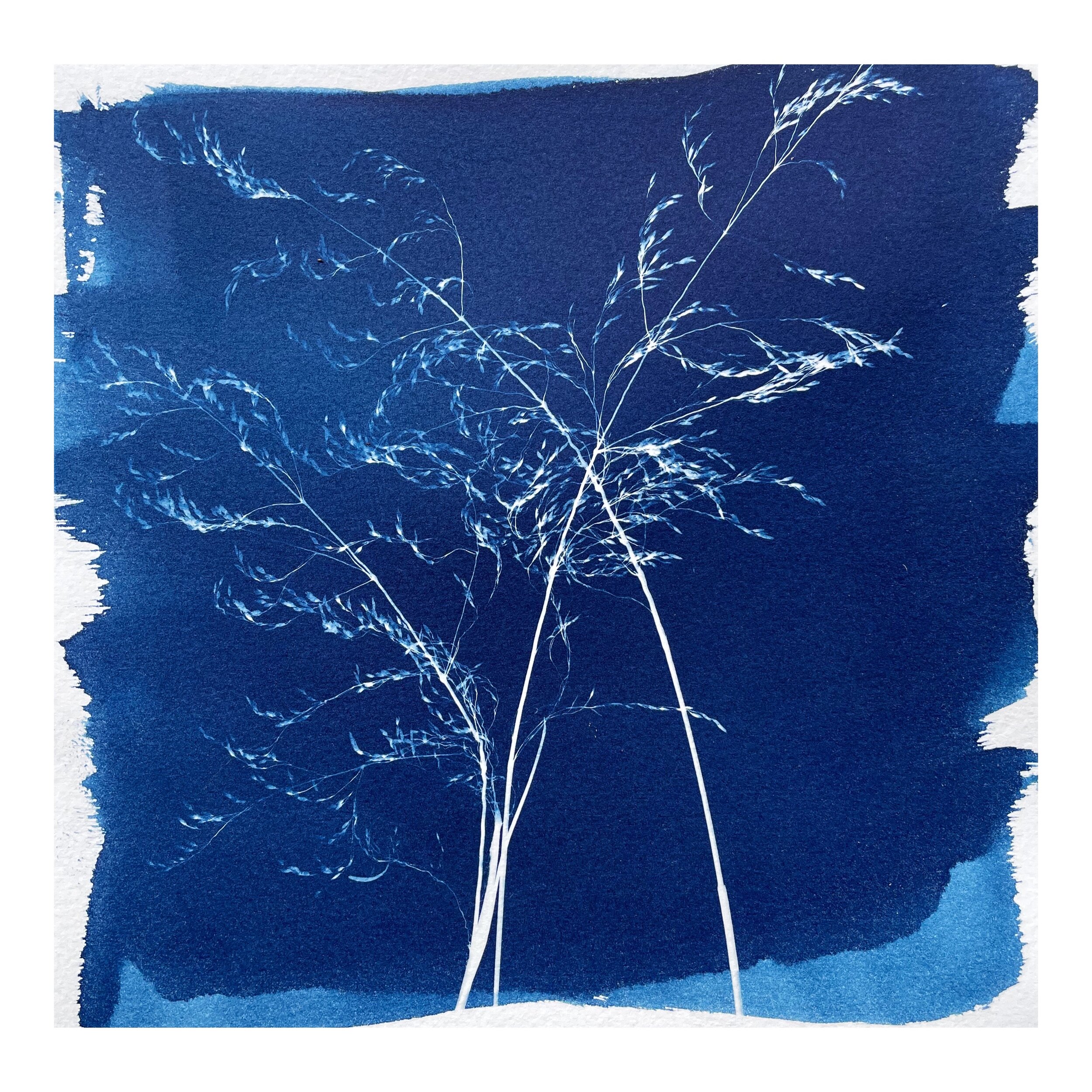 Cyanotype - Grasses #4