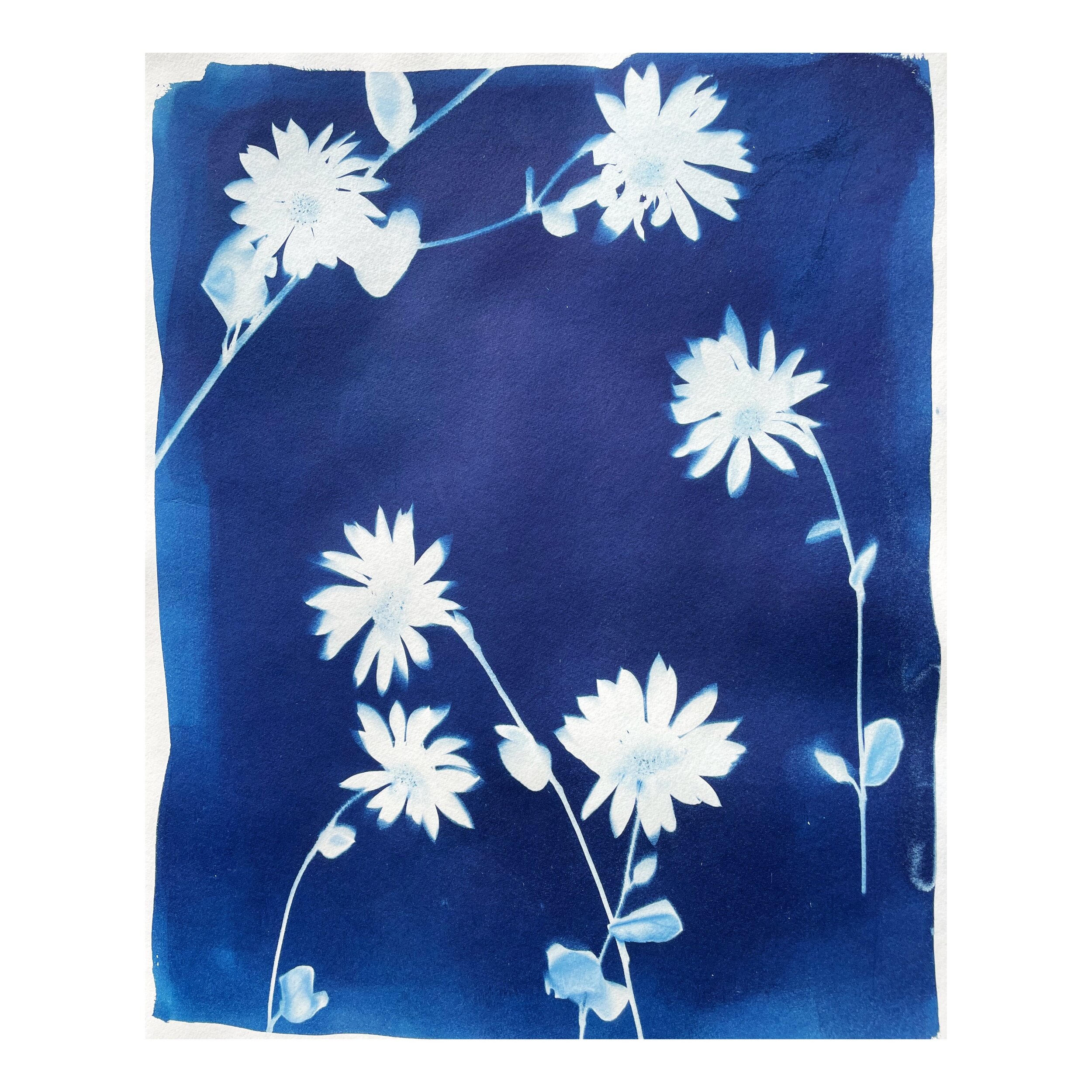 Cyanotype - Foothills Gold #2