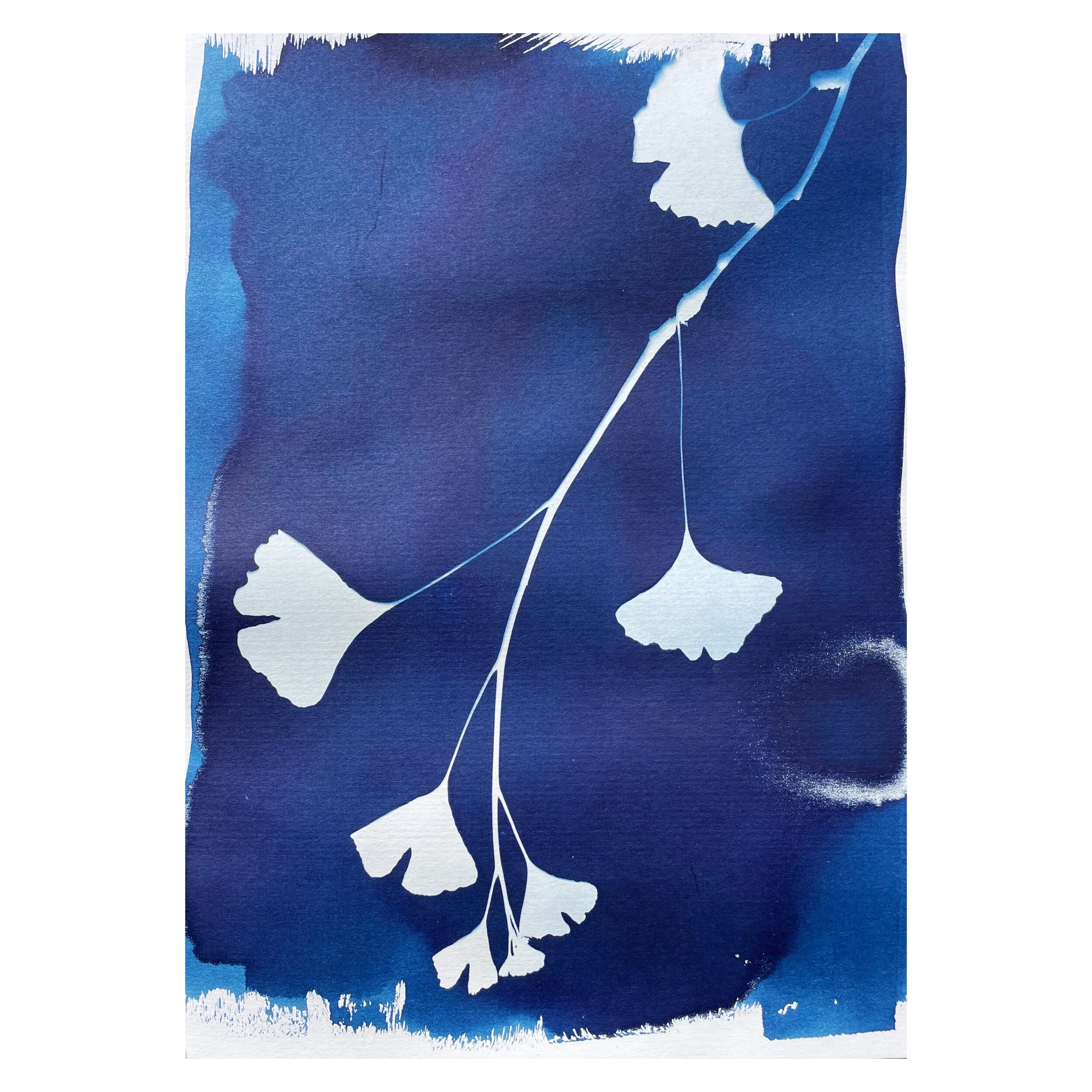 Cyanotypes_ginkgo.JPG