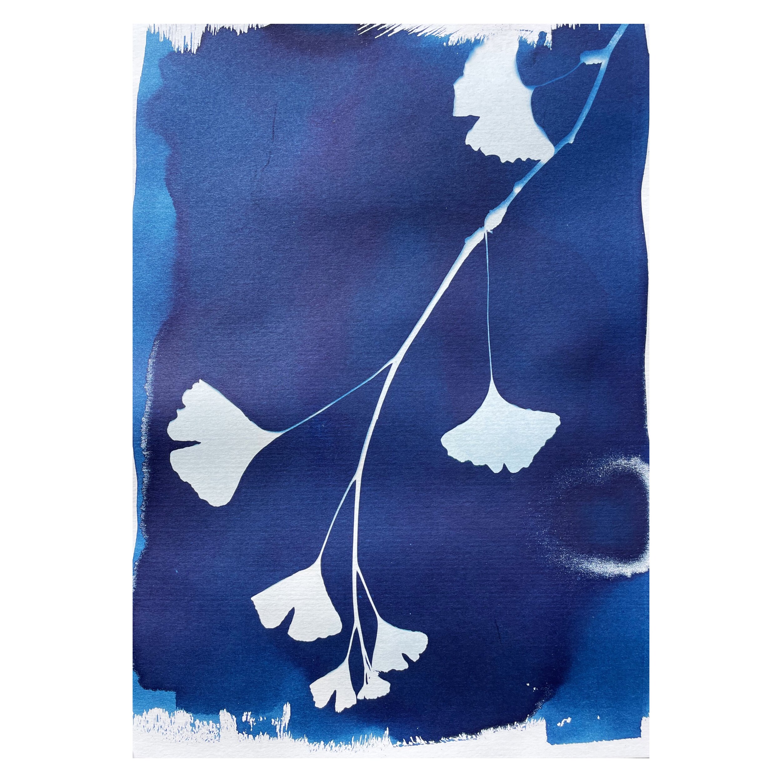 Cyanotype - Ginkgo