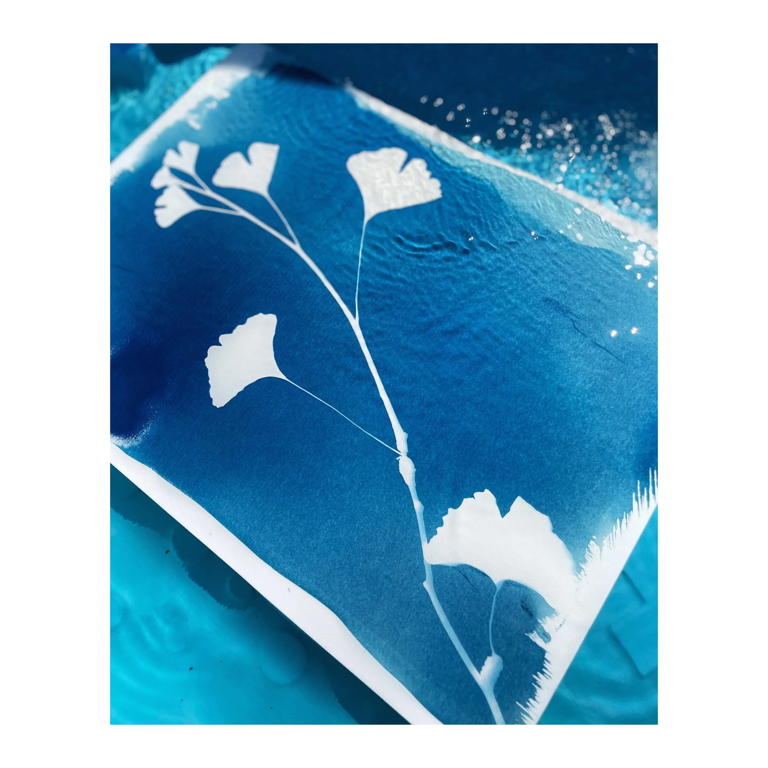 Cyanotypes_ginkgo_process.JPG