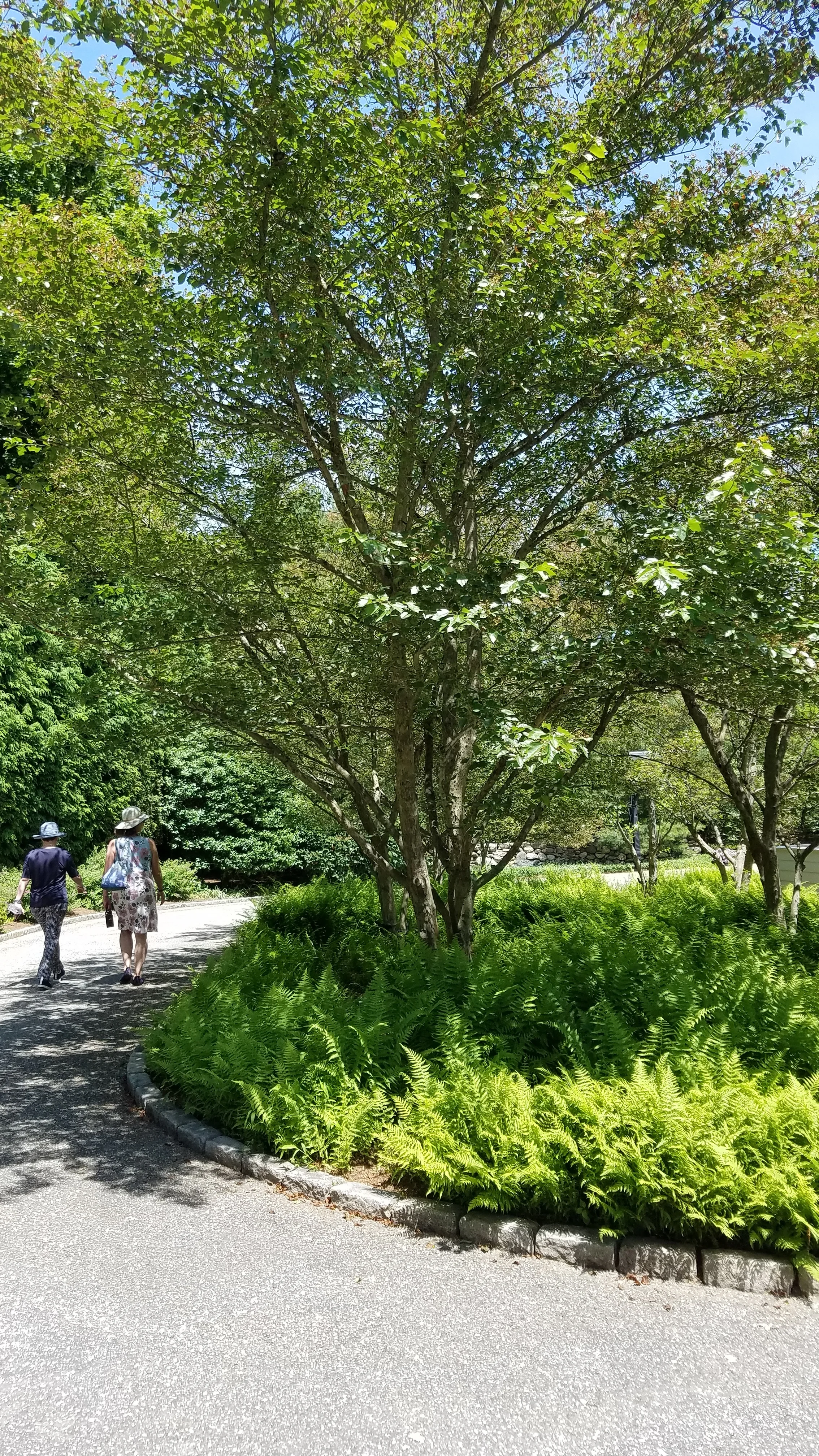 Stop #3: Greenwich, CT. : Back Country, Beautiful Crepe Myrtle trees and ferns welcome you home as you drive around to the garage.