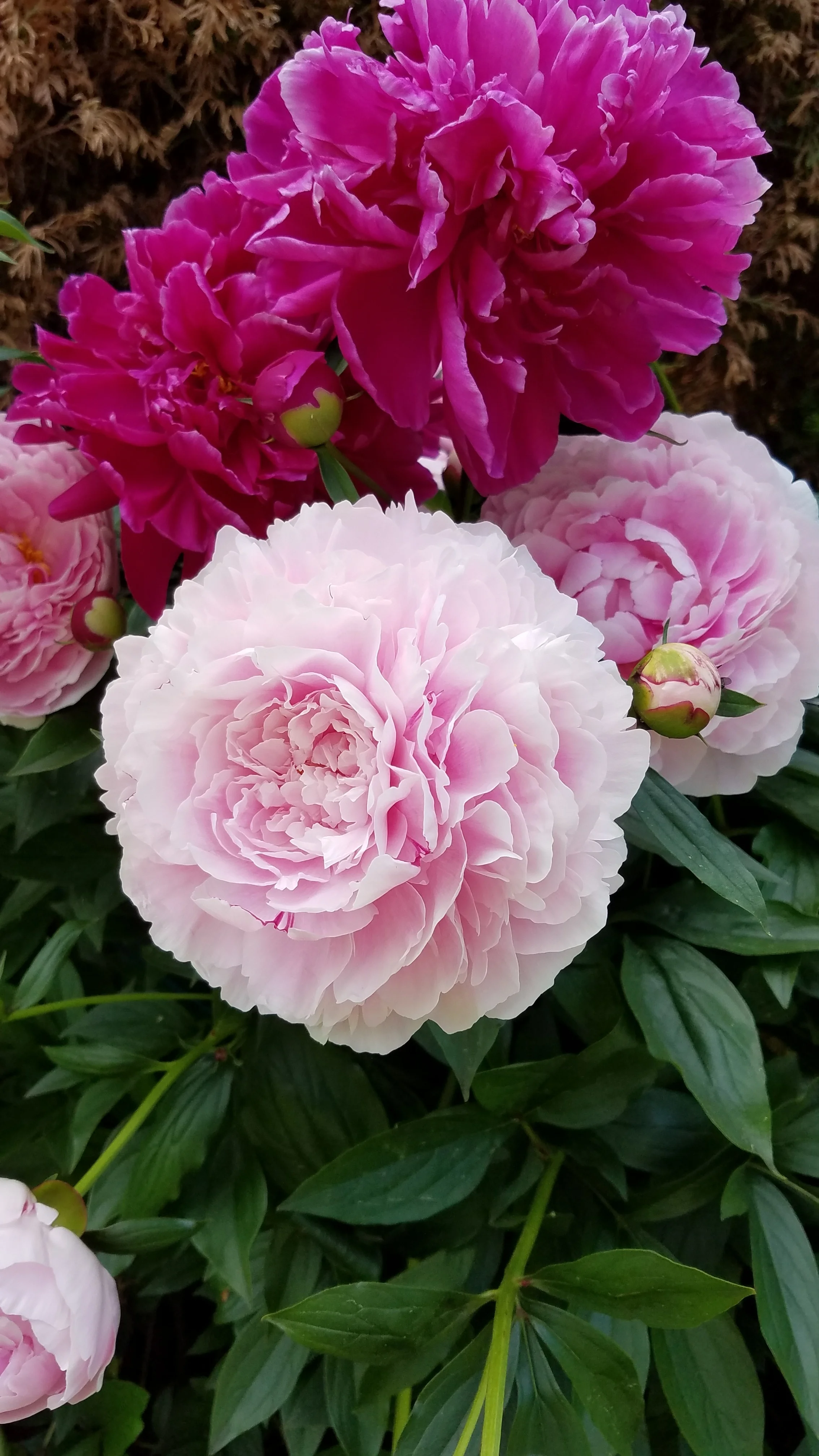 beautiful peonies on the greenwich garden tour grandiflora.jpg
