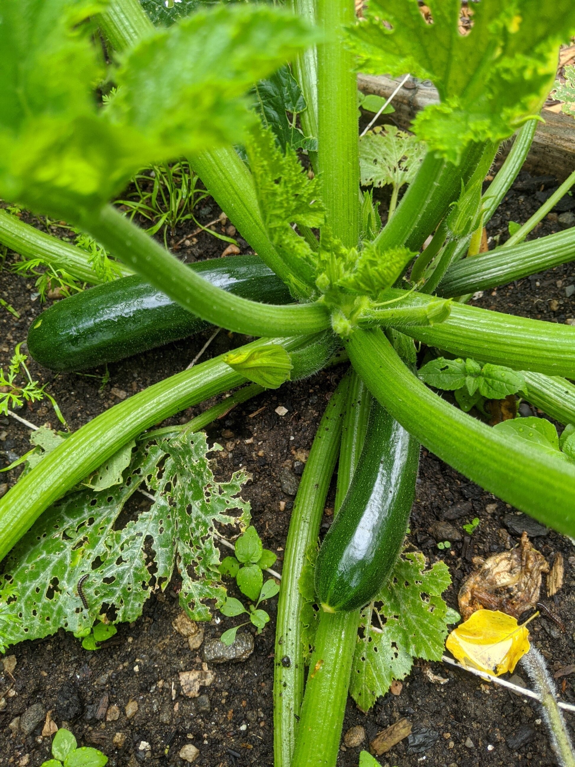 zuchhinni june 29 community garden113.jpg