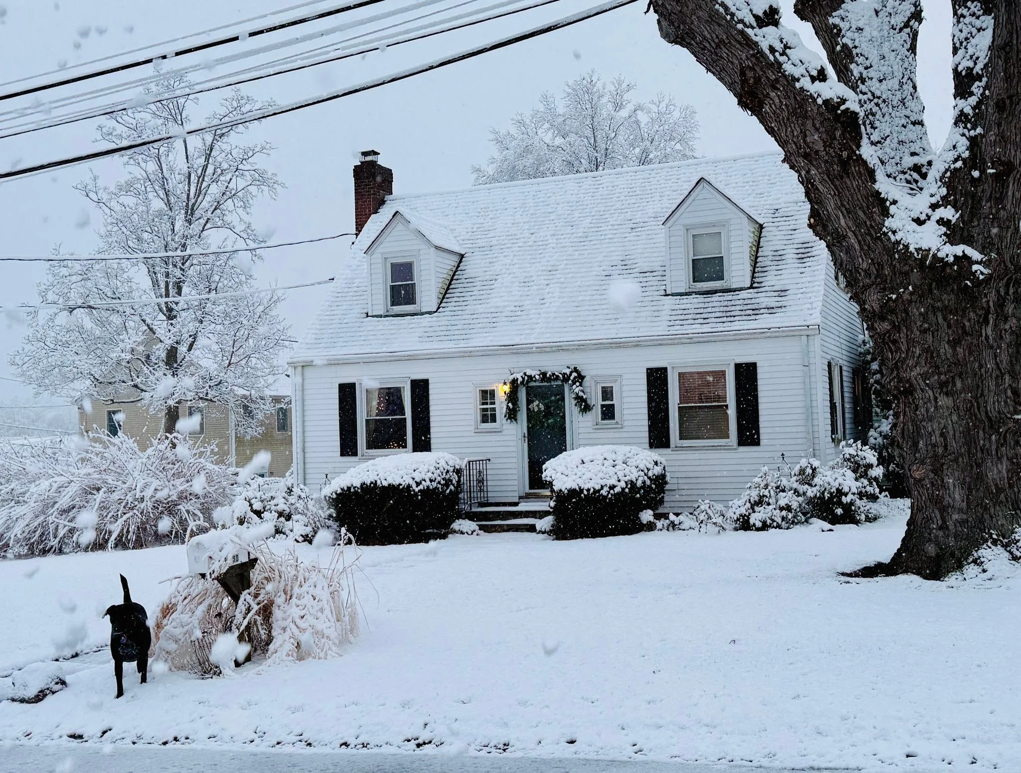 Black dog, White snow