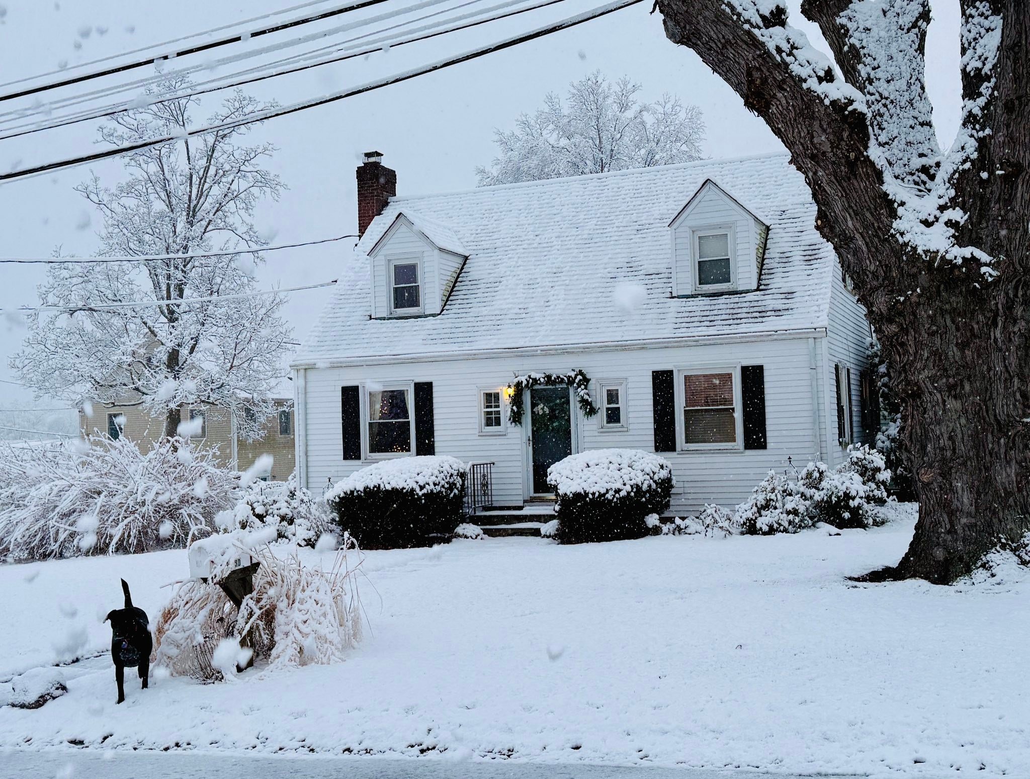 Black dog, White snow