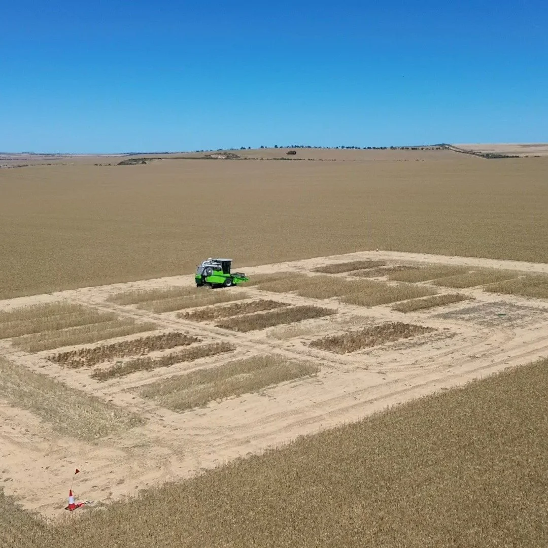 🌾MIG's first trial of the 2025 season was harvested today! Great to see harvest underway and results starting to roll in. A big thanks to our growers and of course the team at the @dpirdwa for helping get another year of research off the ground!🌾