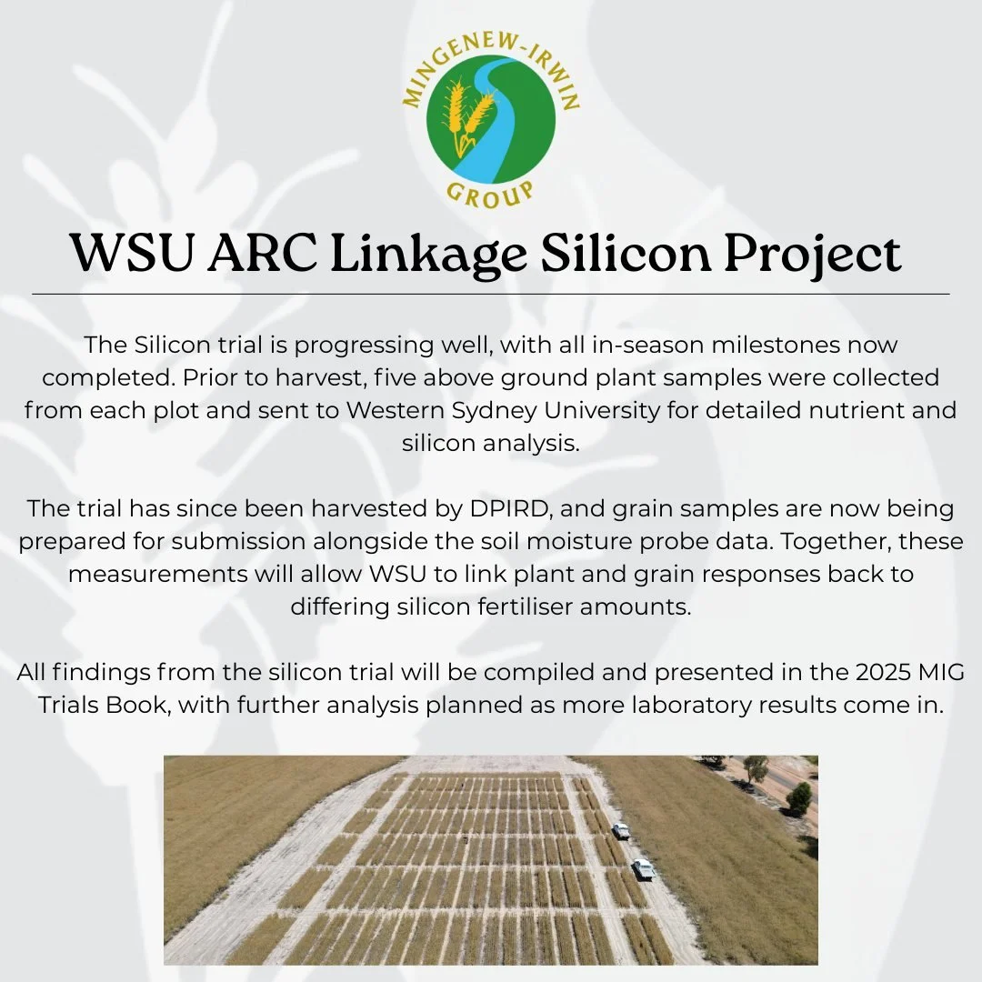Harvest is complete on our WSU ARC Linkage Silicon Trial ✅
Plant, grain and soil moisture data are now being analysed to better understand how silicon fertiliser influences crop performance. 

Watch this space for results in the 2025 MIG Trials Book.