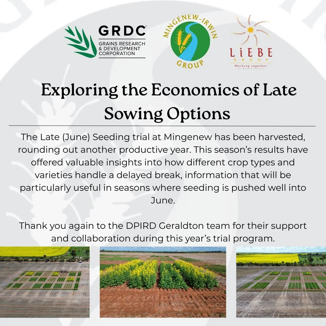 Our Late Seeding trial has been harvested, giving us some great insights into how different species and varieties perform when seeding is pushed back into June.

Big thanks to @liebegroup  and the Geraldton Team @dpirdwa  for all their support this s